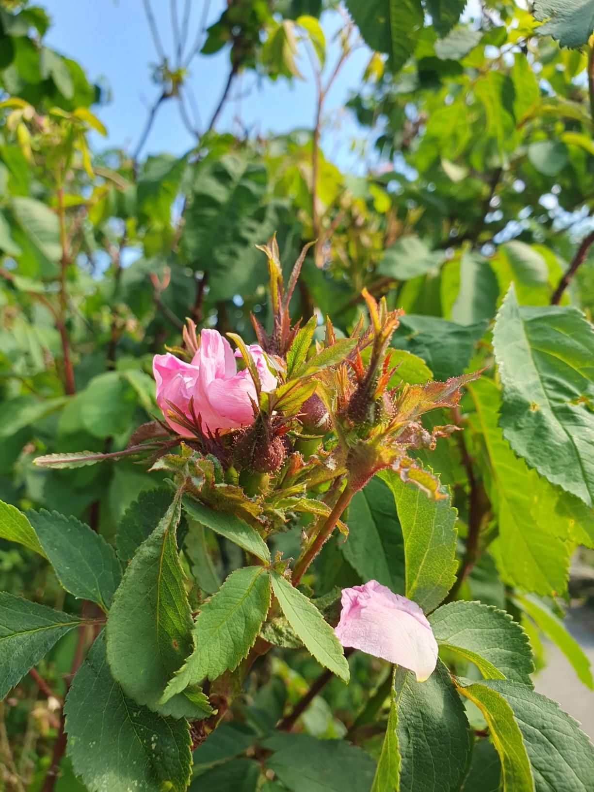 Rosa setipoda - Kjertelrose