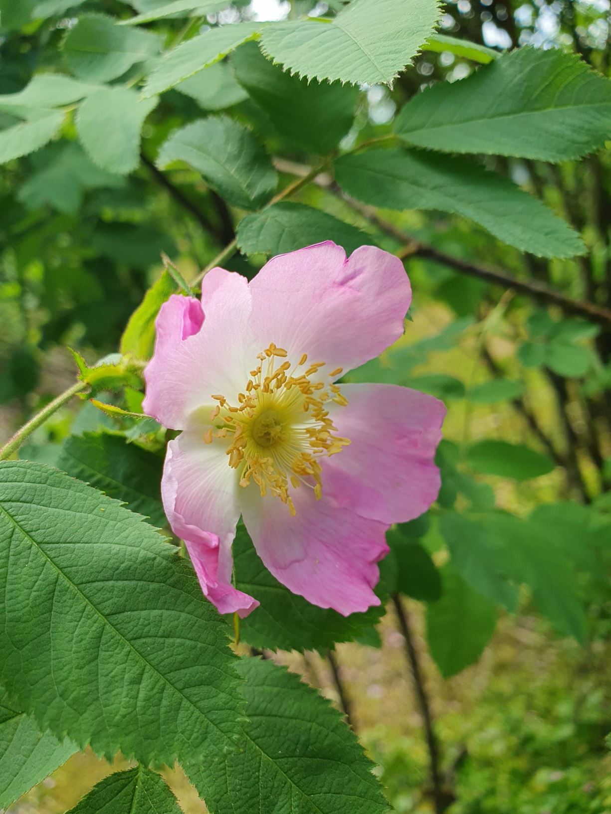 Rosa villosa (Gammeldagse hageroser (Misc OGR) Group) 'Duplex' - Fylt plommerose,, 'Milderosa'