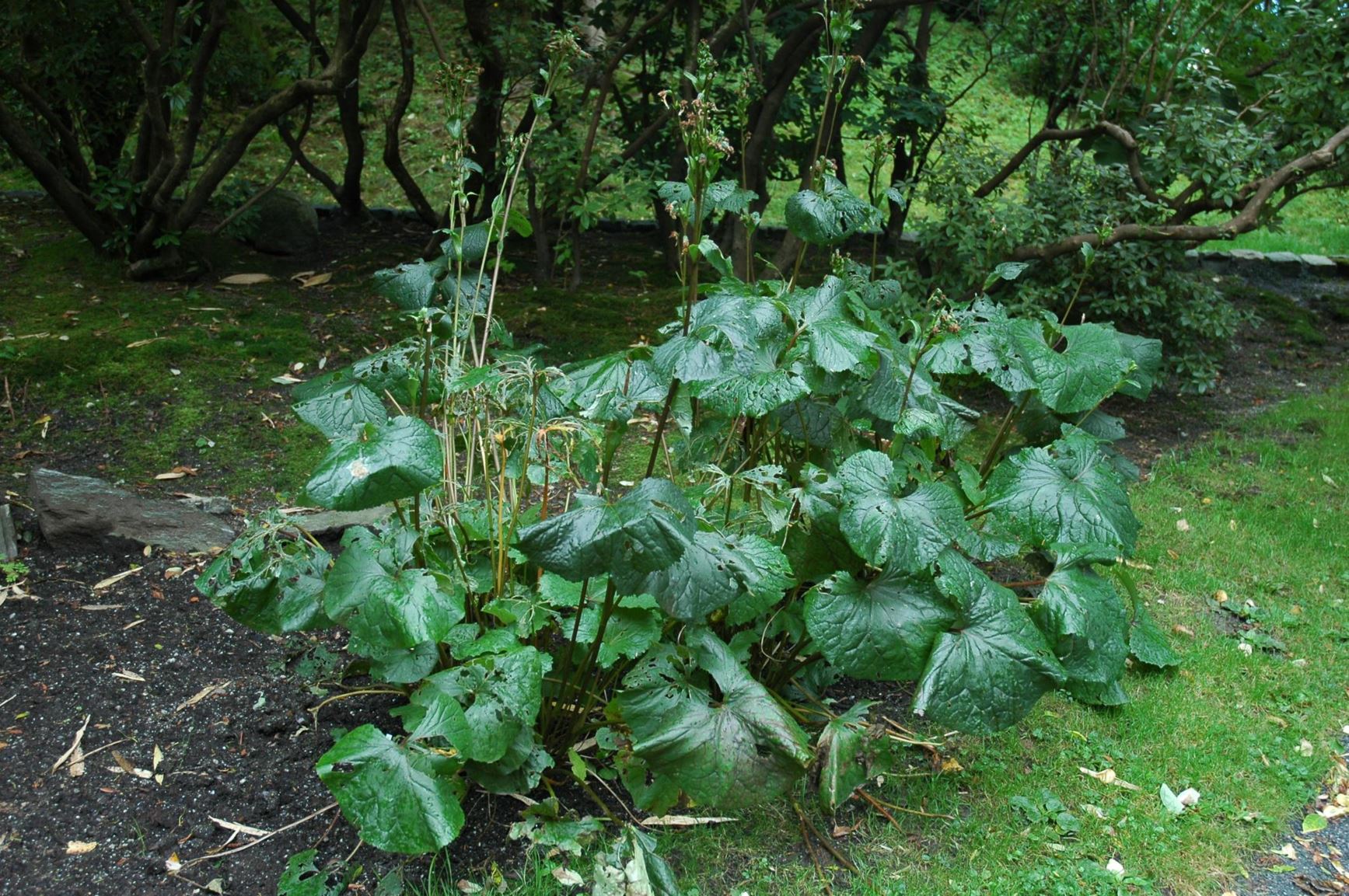 Ligularia ×hessei - Praktnøkketunge