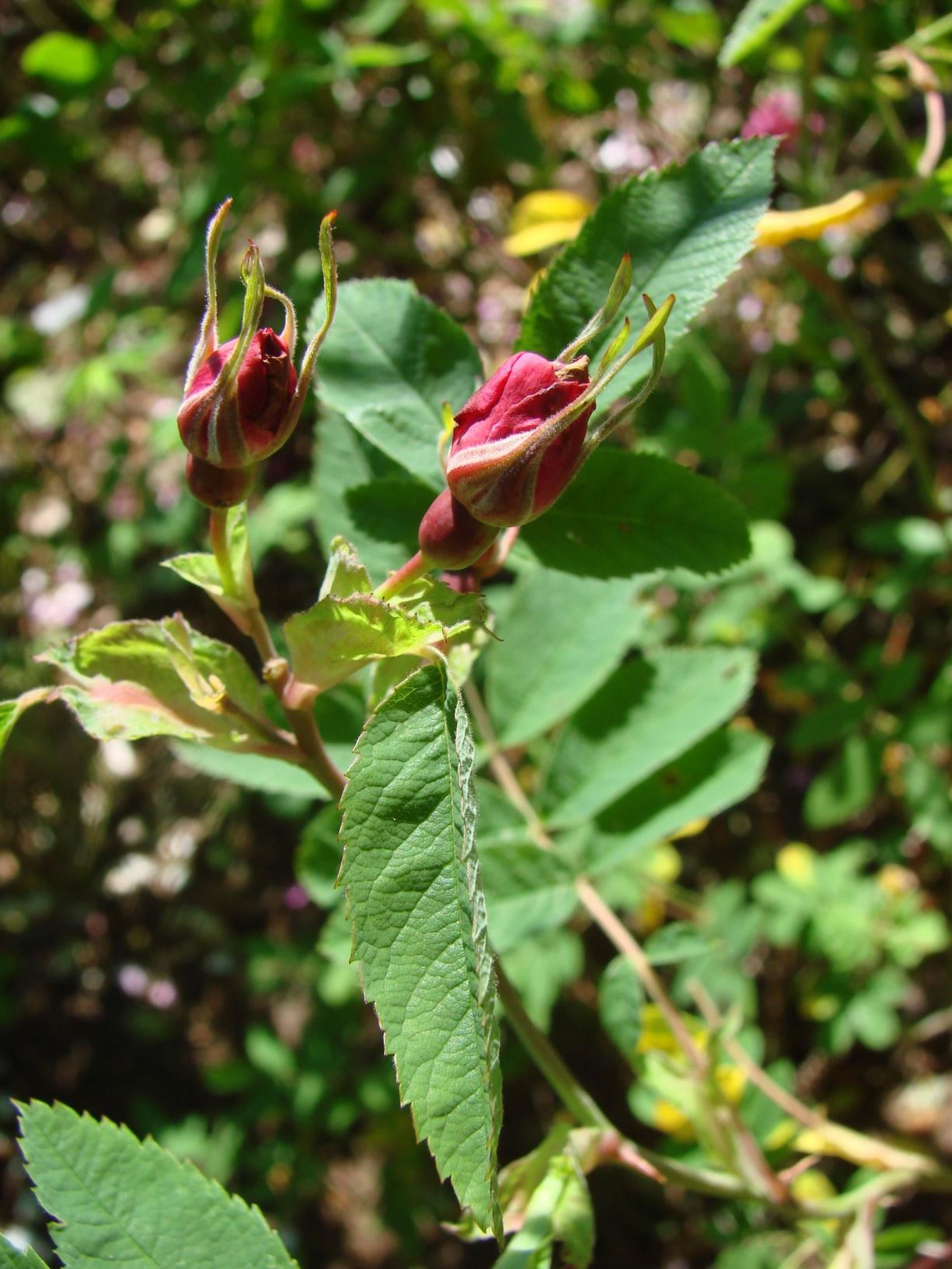 Rosa majalis (Gammeldagse roser (Misc OGR) Group) 'Foecundissima' - Jomfrurose