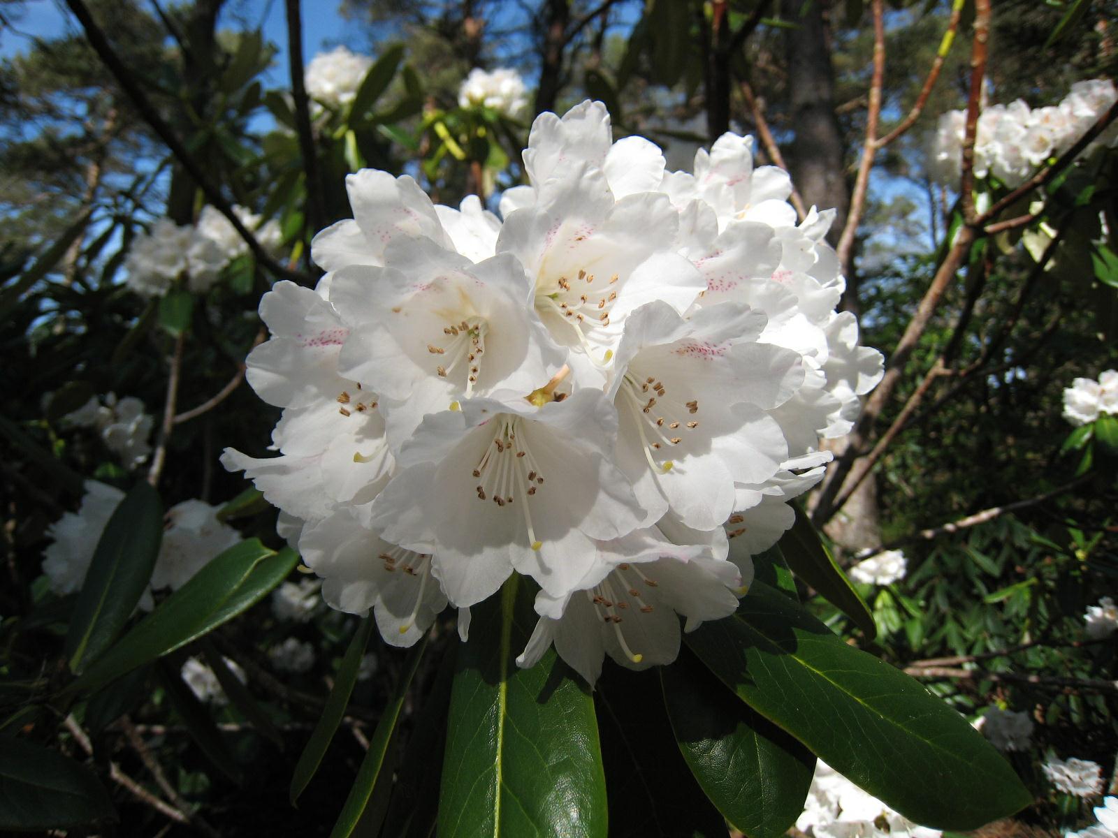 Rhododendron watsonii