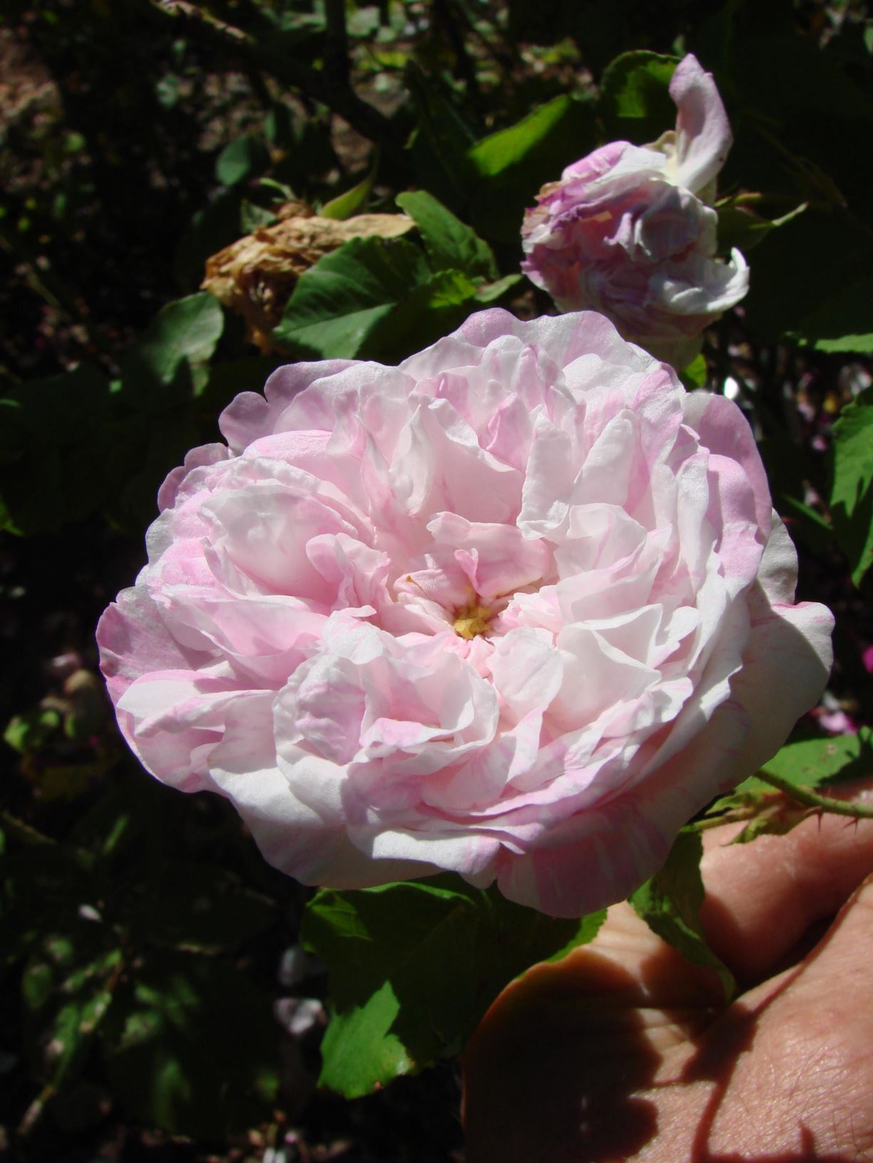 Rosa ×centifolia (Centifolia (C) Group) 'Variegata' - "Alvhilds Rose", 'Belle des Jardins'