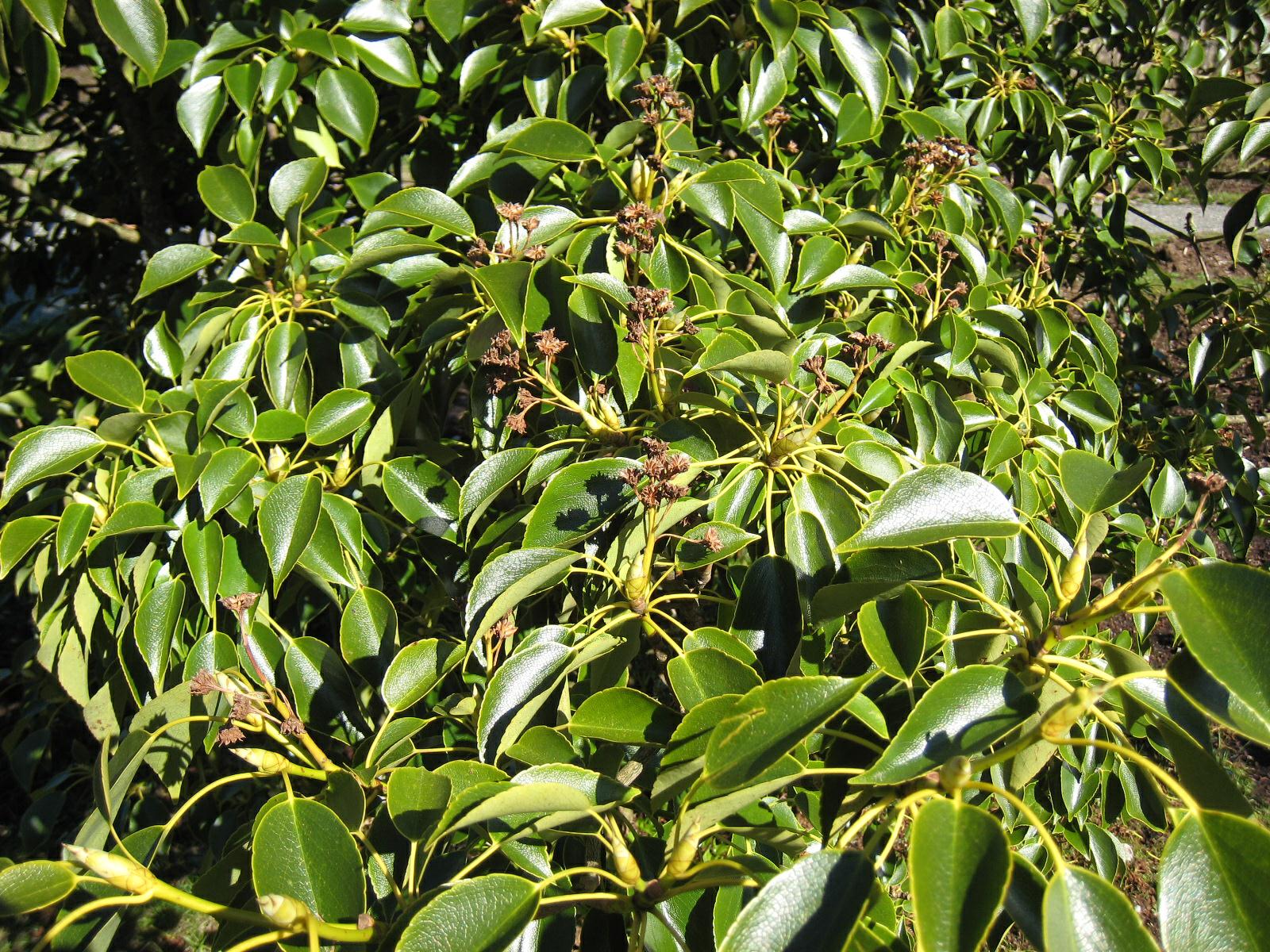 Trochodendron aralioides - Hjultre