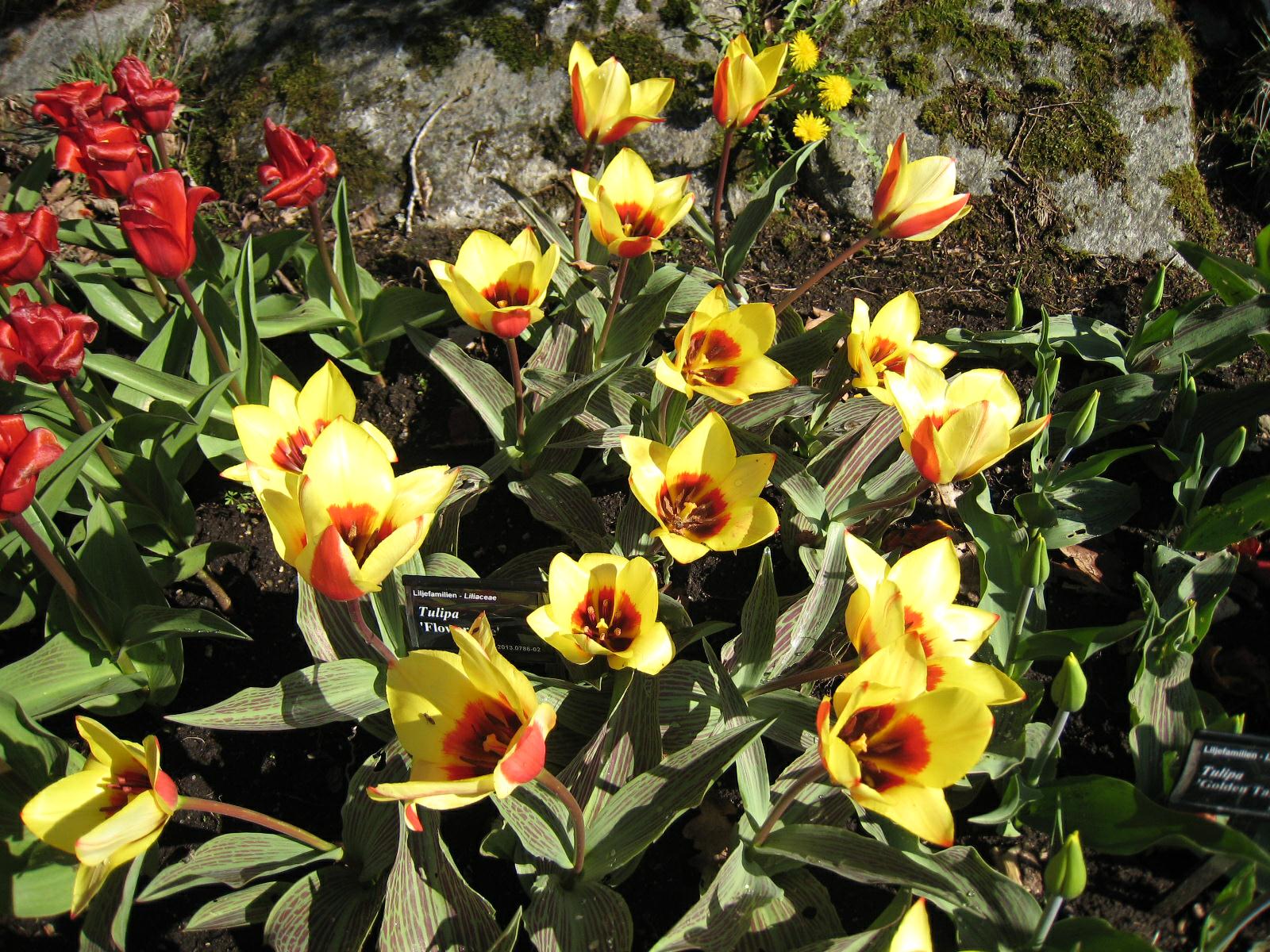 Tulipa (Gruppe 14 Group) 'Flowerdale'