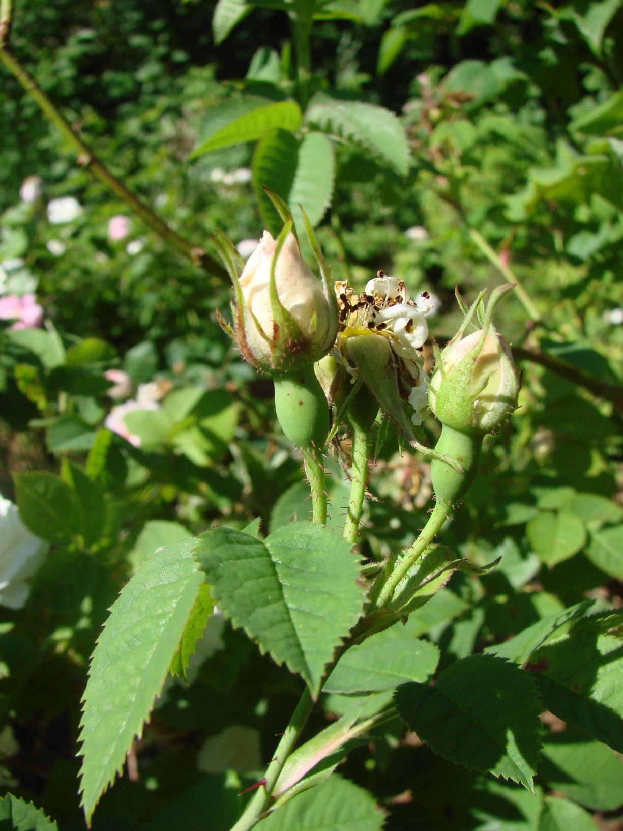 Rosa ×alba (Alba (A) Group) 'Semiplena'