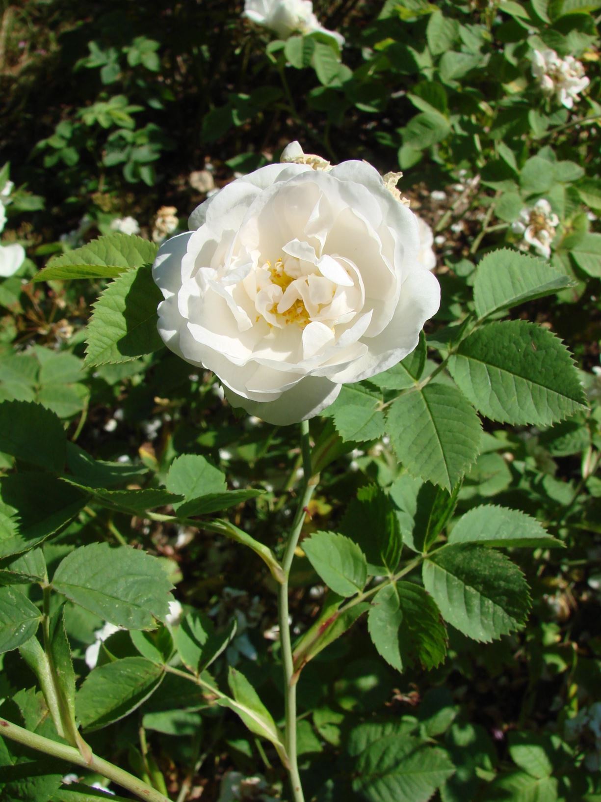 Rosa ×alba (Alba (A) Group) 'Maxima' - Kysthvitrose, fylt, 'Jacobiterrosen', hvit prestegårdsrose