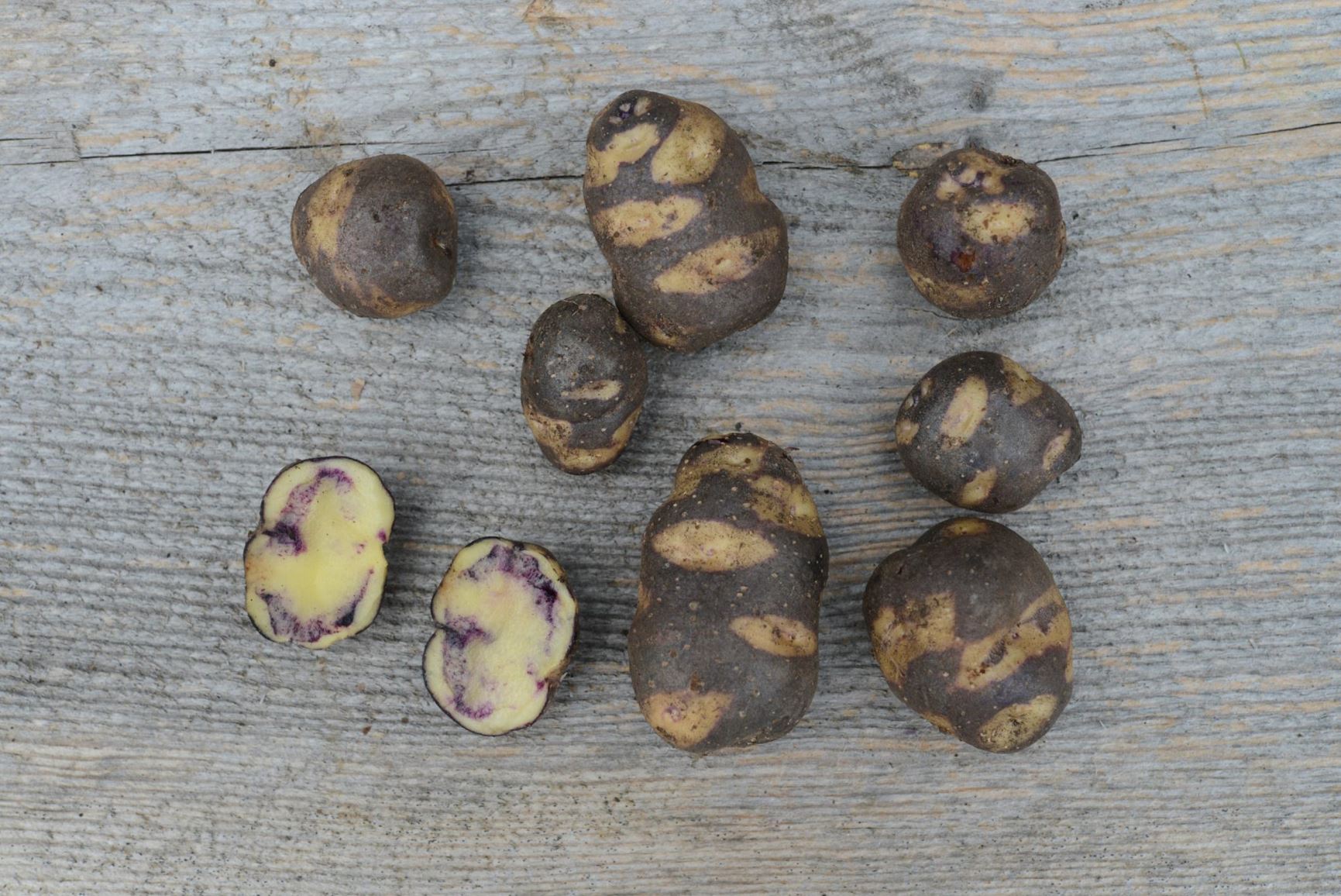 Solanum tuberosum 'Buddhisten' - Potet 'Buddhisten'