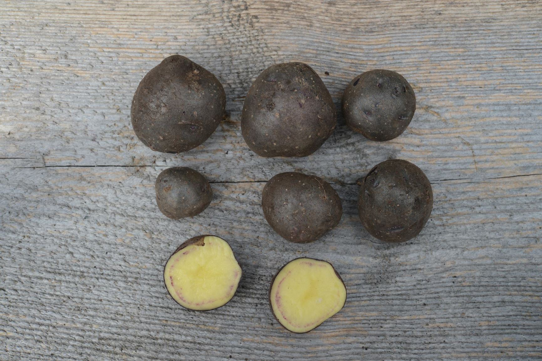 Solanum tuberosum 'Shetland Black' - Potet 'Shetland Black'