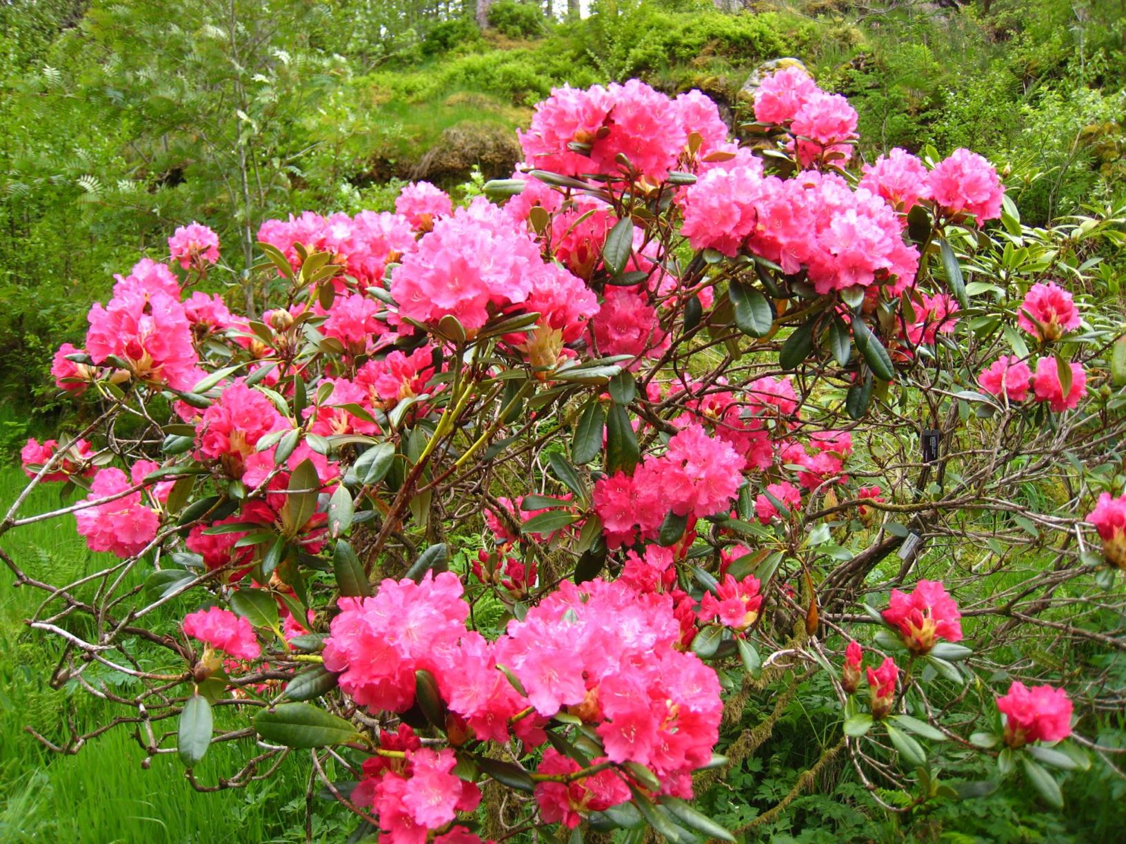 Rhododendron 'Sonatine'