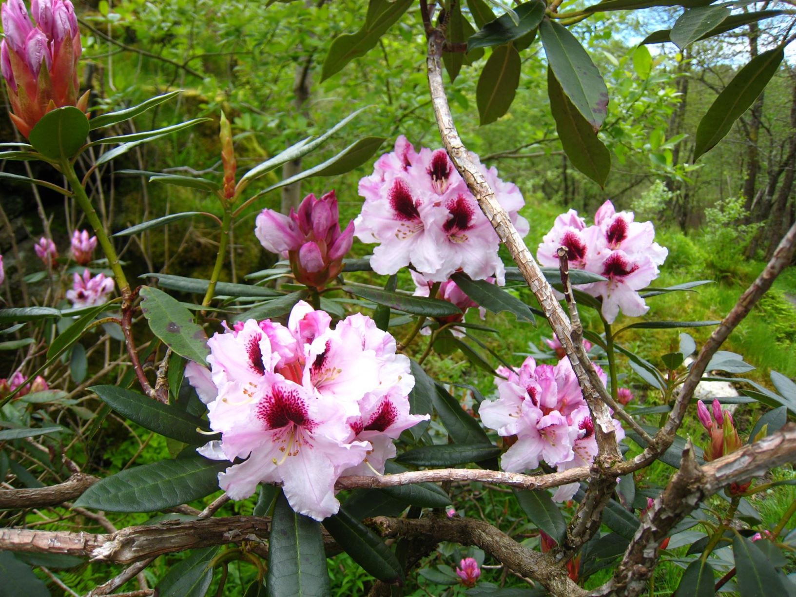 Rhododendron 'Sapporo'