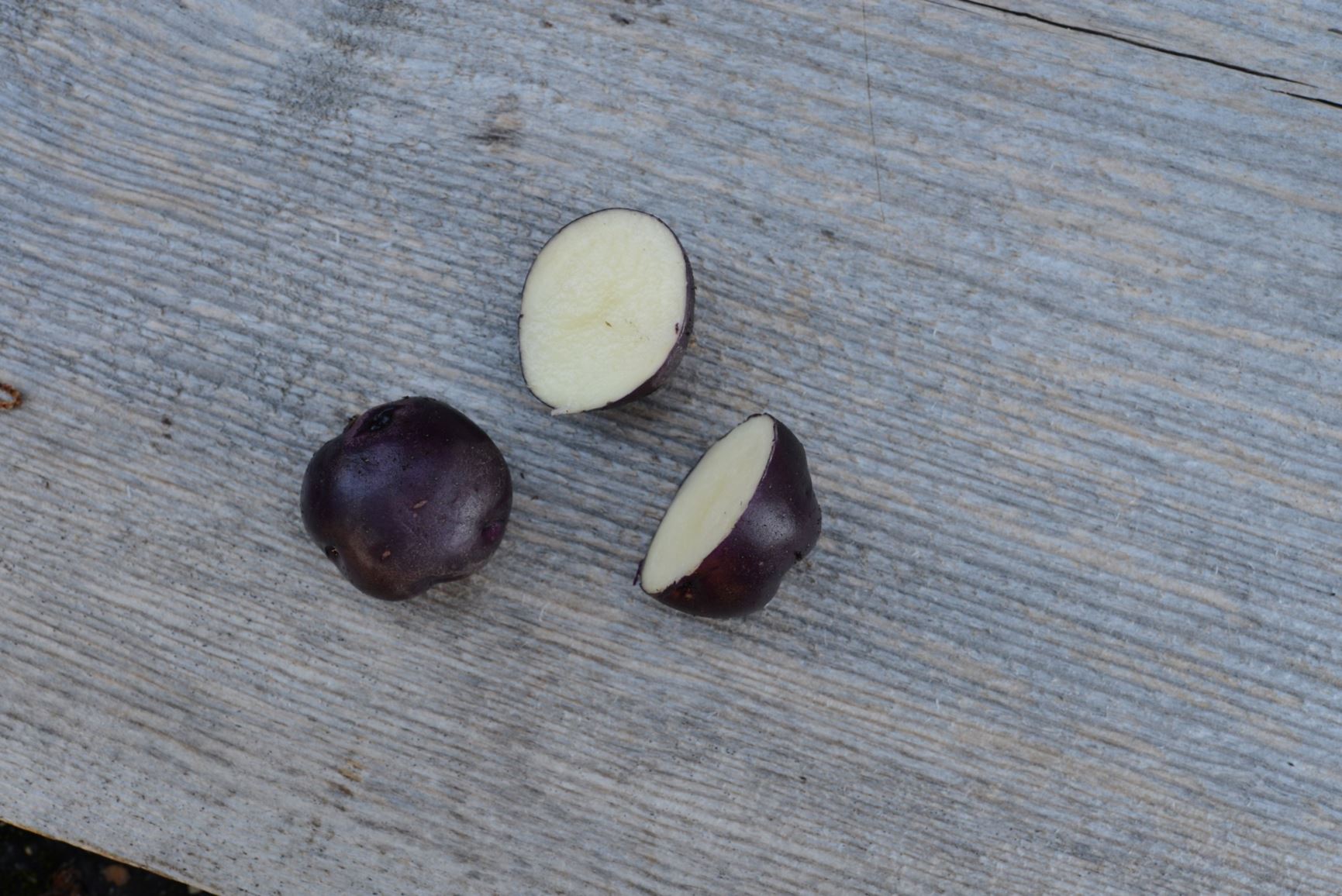 Solanum tuberosum 'Svartblå Skjåk' - Potet 'Svartblå Skjåk'