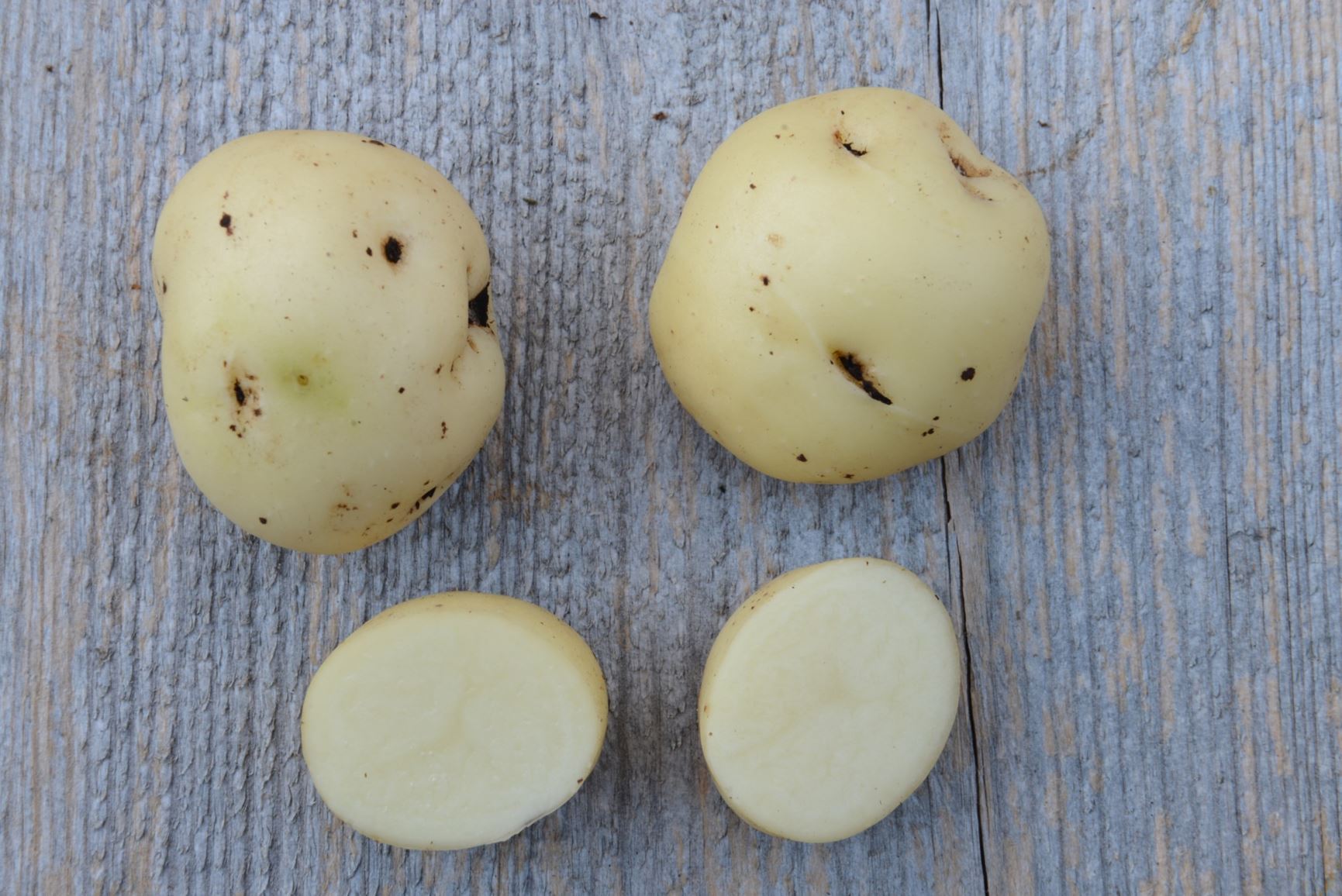 Solanum tuberosum 'Eva' - Potet 'Eva'