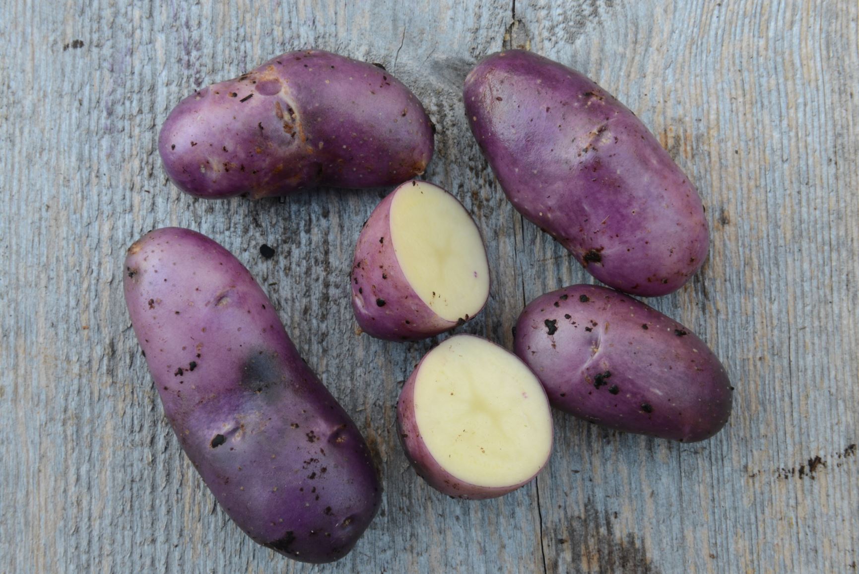 Solanum tuberosum 'Blå Mandel - Trøndelag' - Potet 'Blå Mandel - Trøndelag'