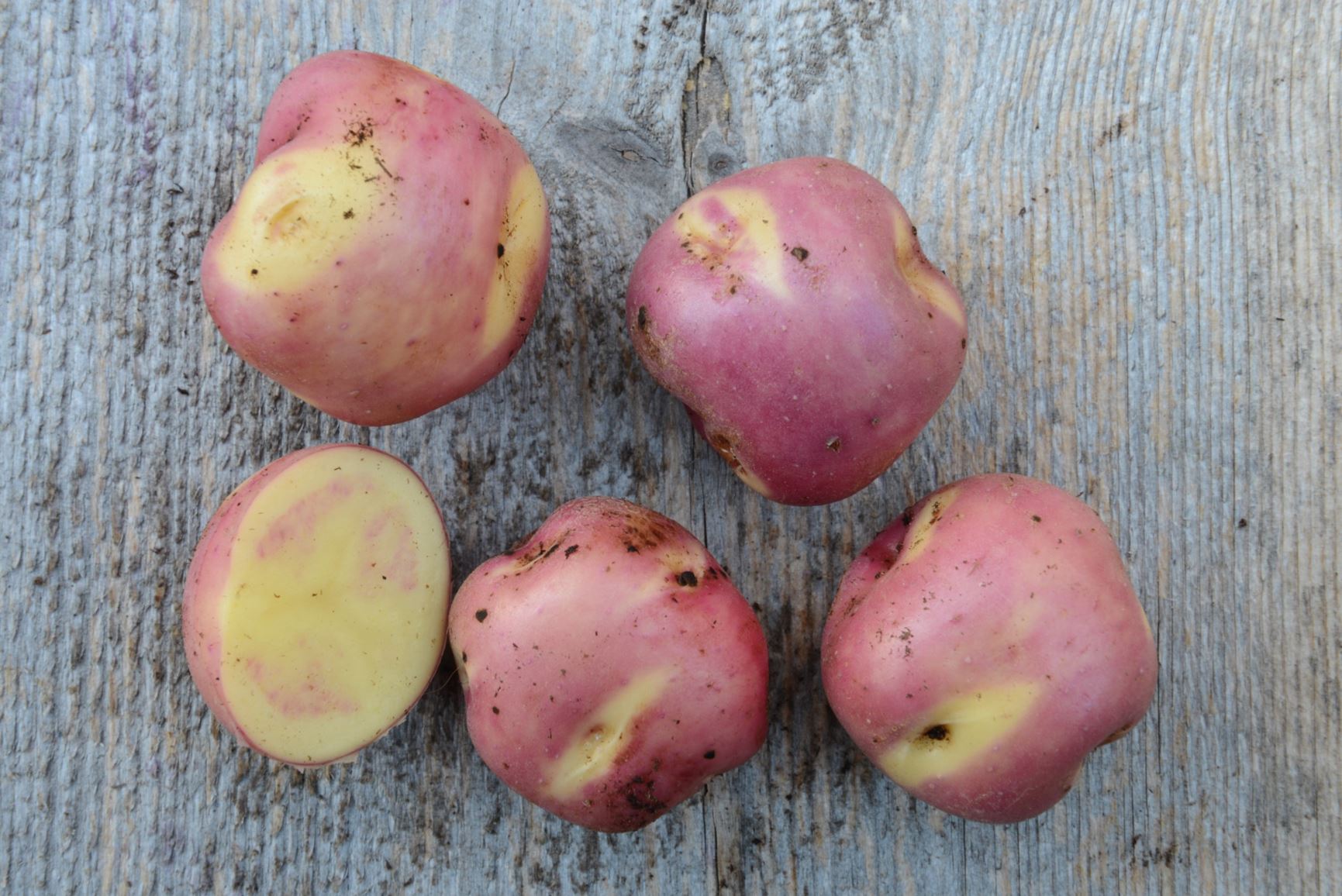 Solanum tuberosum 'Rosenpotet fra Nøbben' - Potet 'Rosenpotet fra Nøbben'