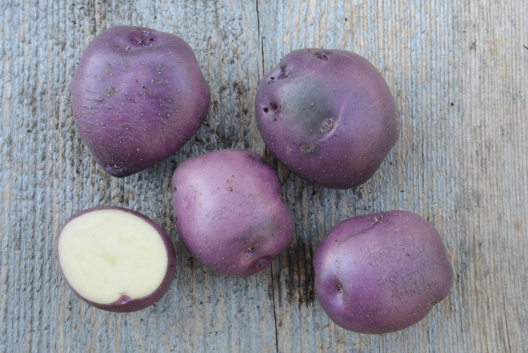 Solanum tuberosum 'Blårød fra Onsøy' - Potet 'Blårød fra Onsøy'
