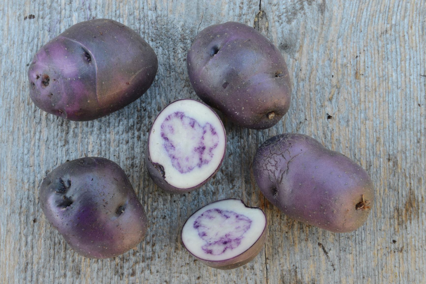 Solanum tuberosum 'Lange's Potet' - Potet 'Lange's Potet'