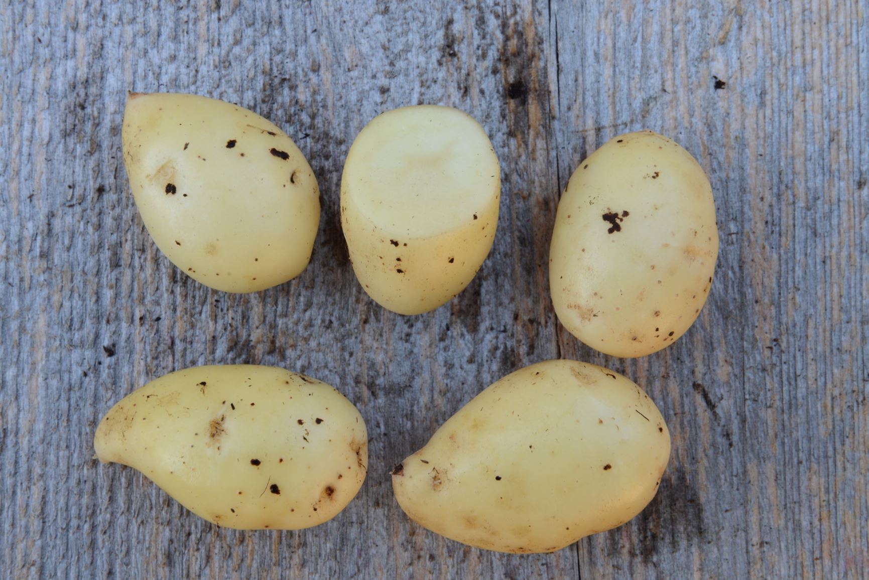 Solanum tuberosum 'Bananpotet' - Potet 'Bananpotet'