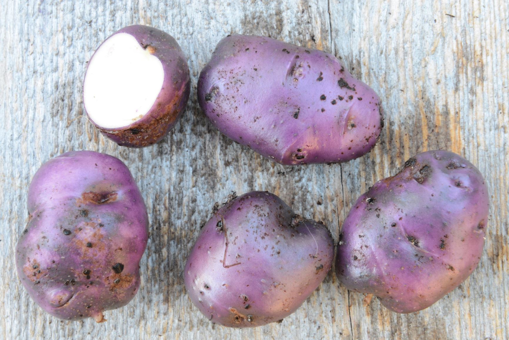 Solanum tuberosum 'Tidligblå fra Halden' - Potet 'Tidligblå fra Halden'