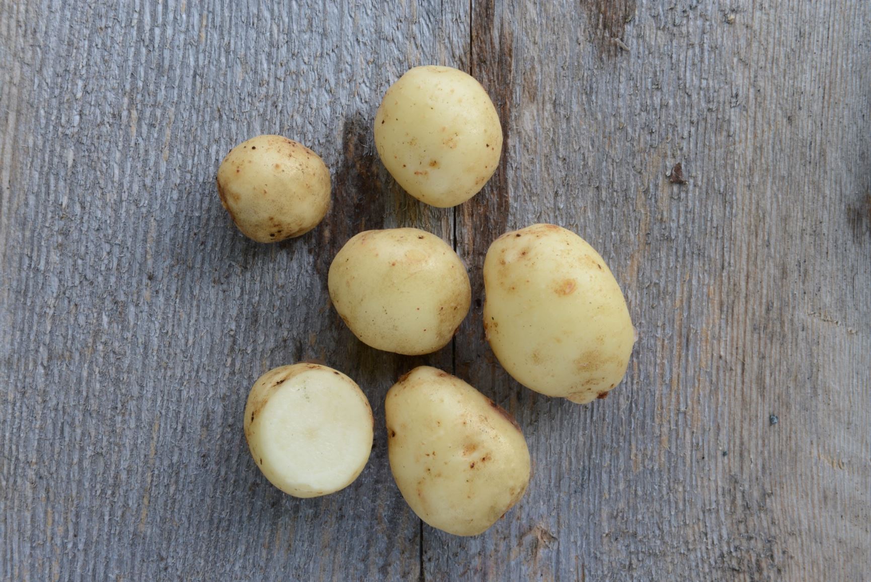 Solanum tuberosum 'Magnum Bonum' - Potet 'Magnum Bonum'