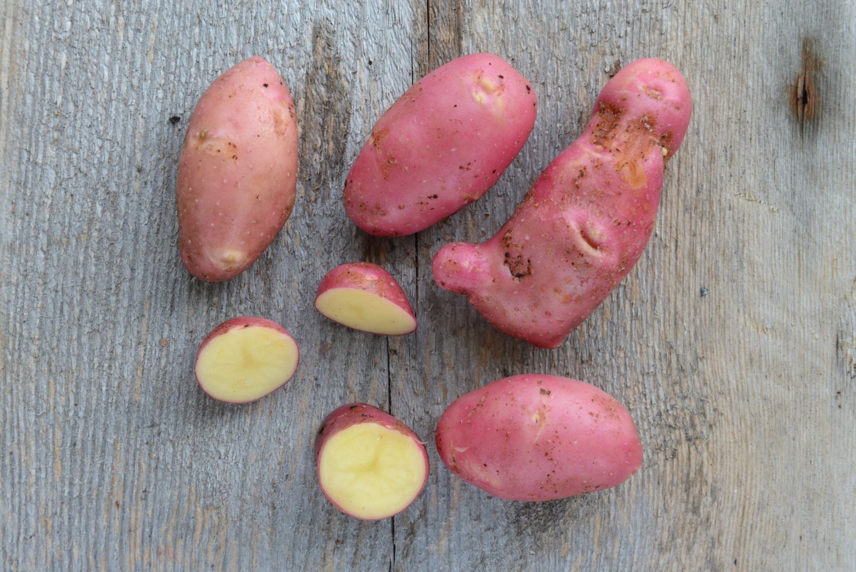 Solanum tuberosum 'Cherie' - Potet 'Cherie'
