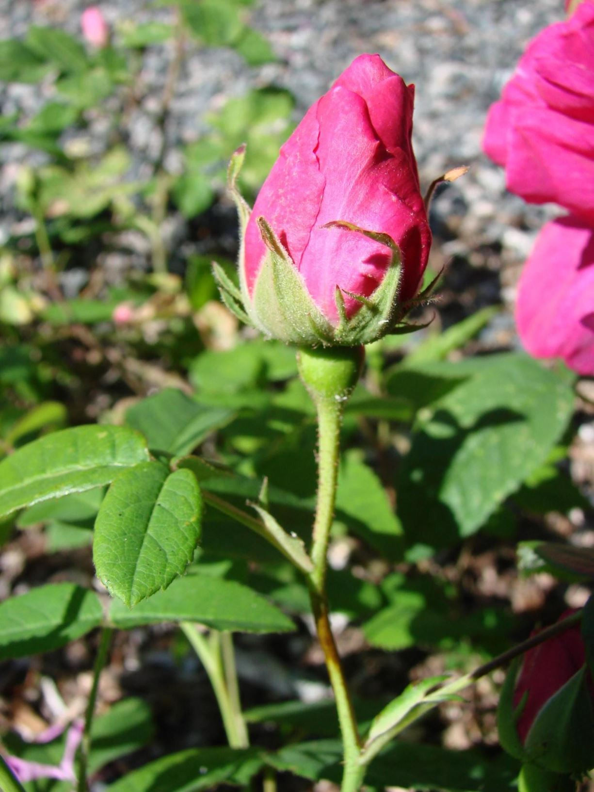 Rosa gallica (Gallica (HGal) Group) 'Officinalis' - Apotekerrosen , 'Rose de Provins', 'Red Rose of Lancaster'