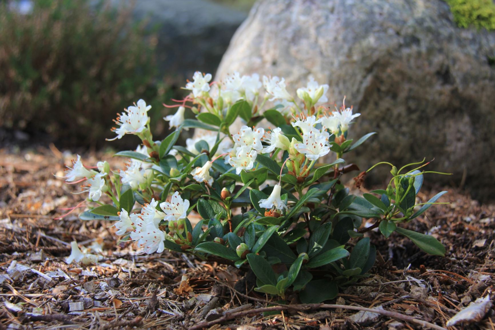 Rhododendron hanceanum 'Canton Consul'