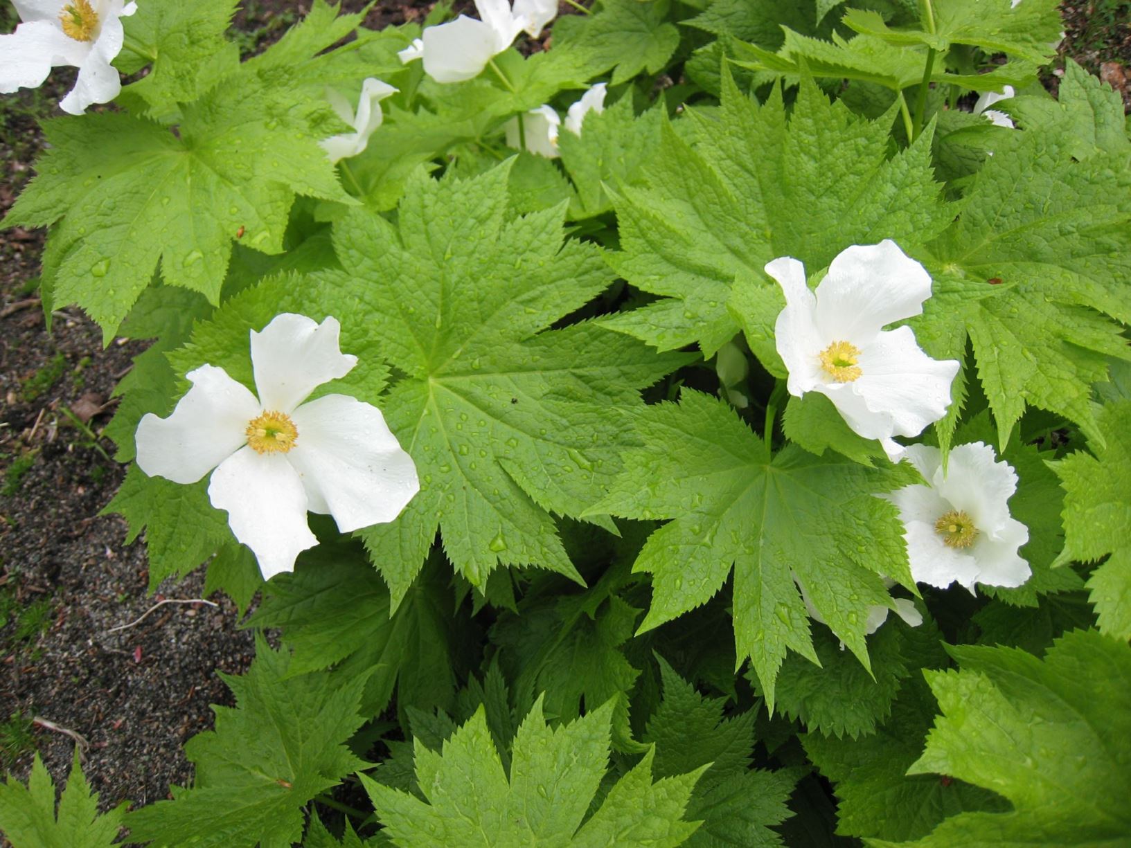 Glaucidium palmatum var. leucanthum