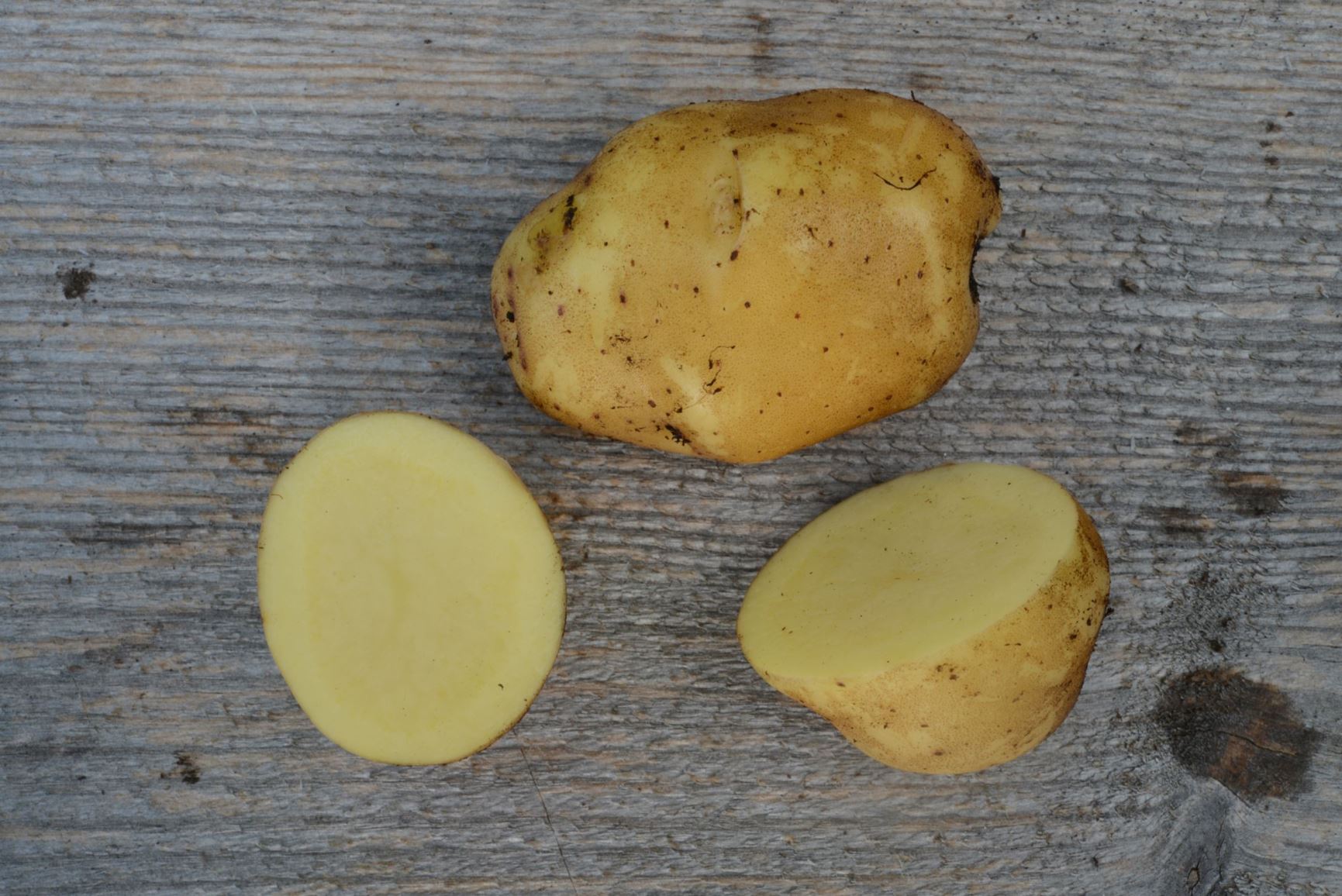 Solanum tuberosum 'Eigenheimer' - Potet 'Eigenheimer'