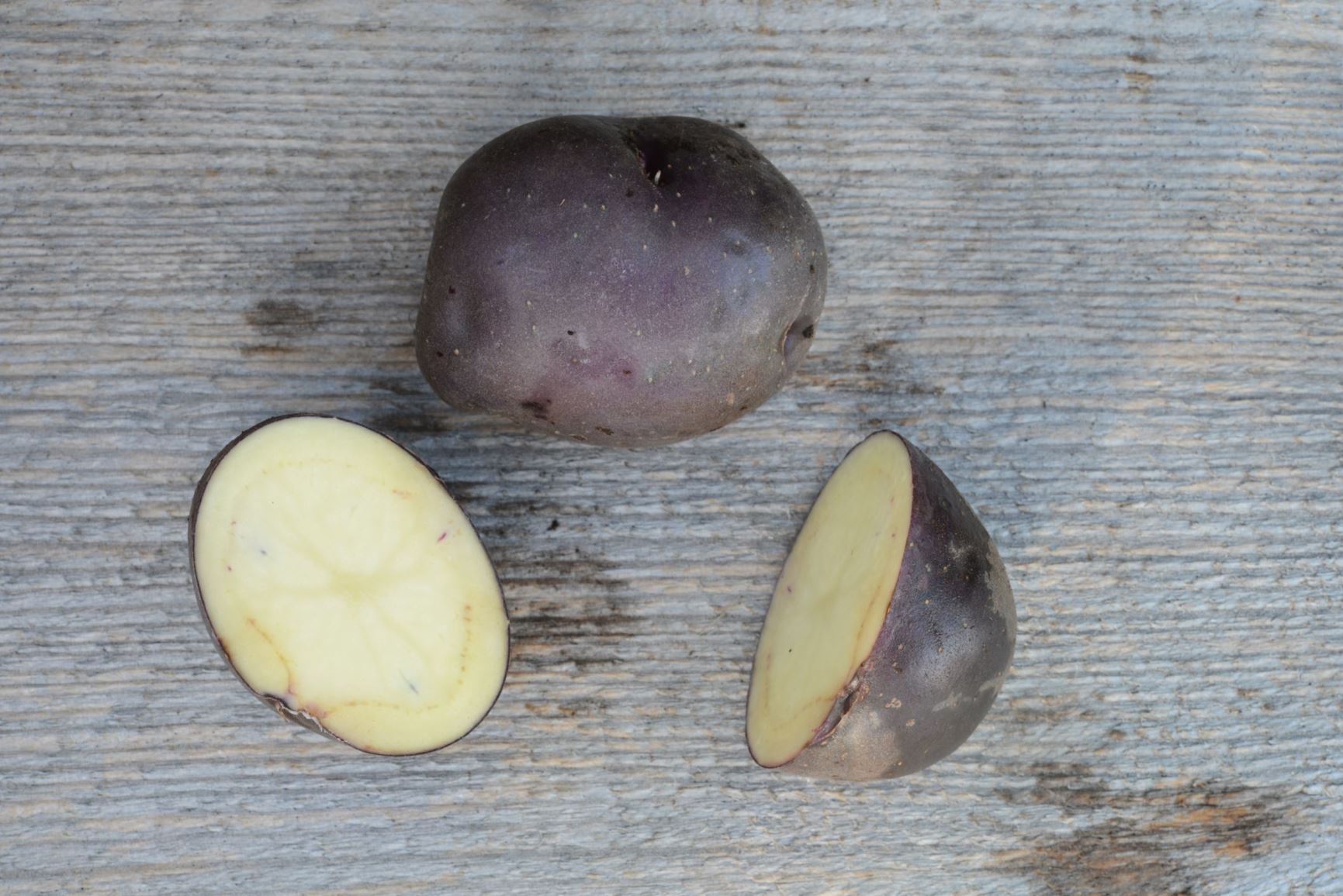 Solanum tuberosum 'Blå Dalsland' - Potet 'Blå Dalsland'