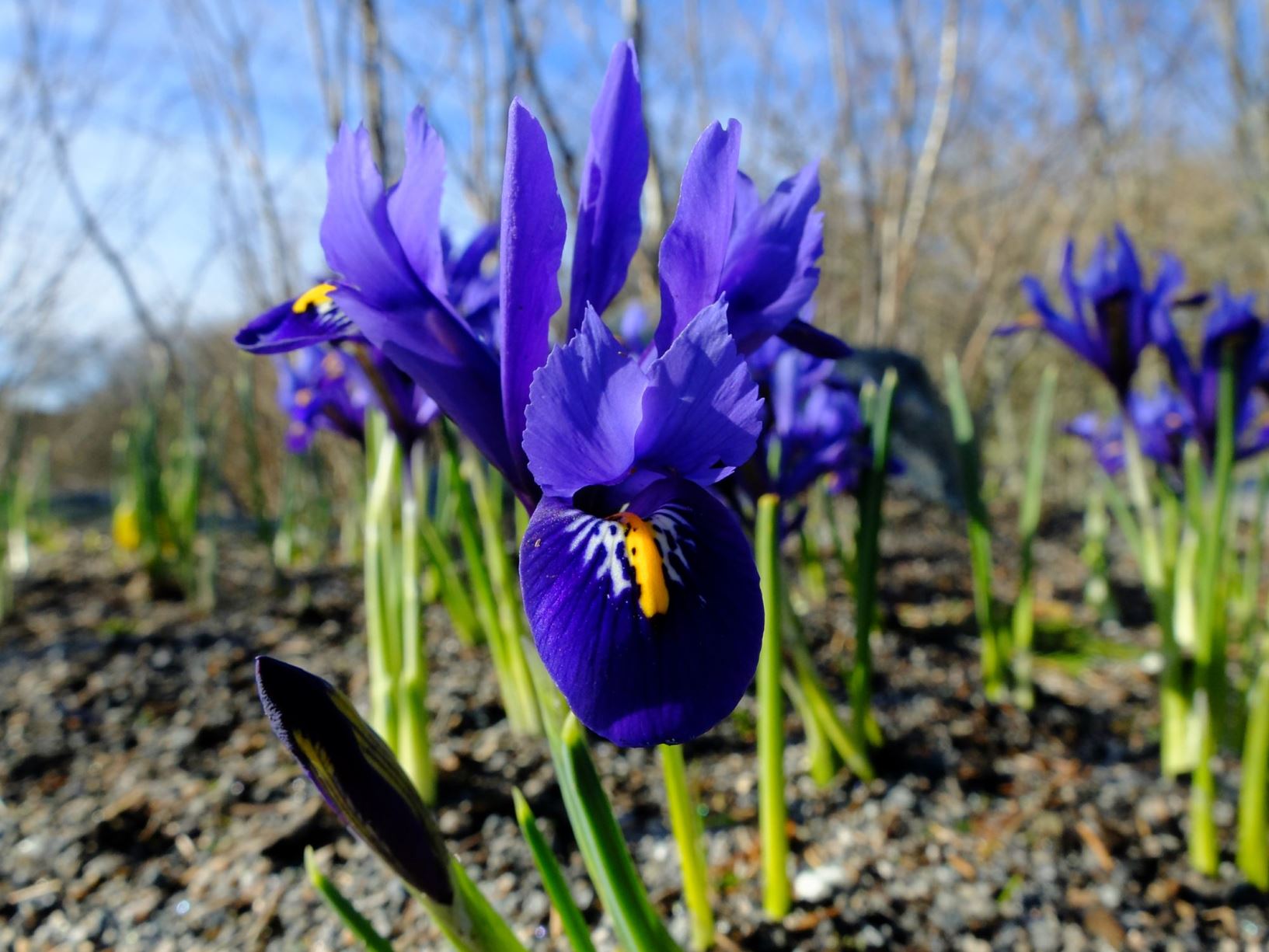 Iris reticulata - Våriris