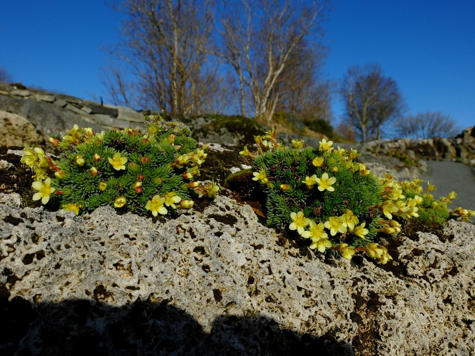 Saxifraga ×kayei 'Buttercup'