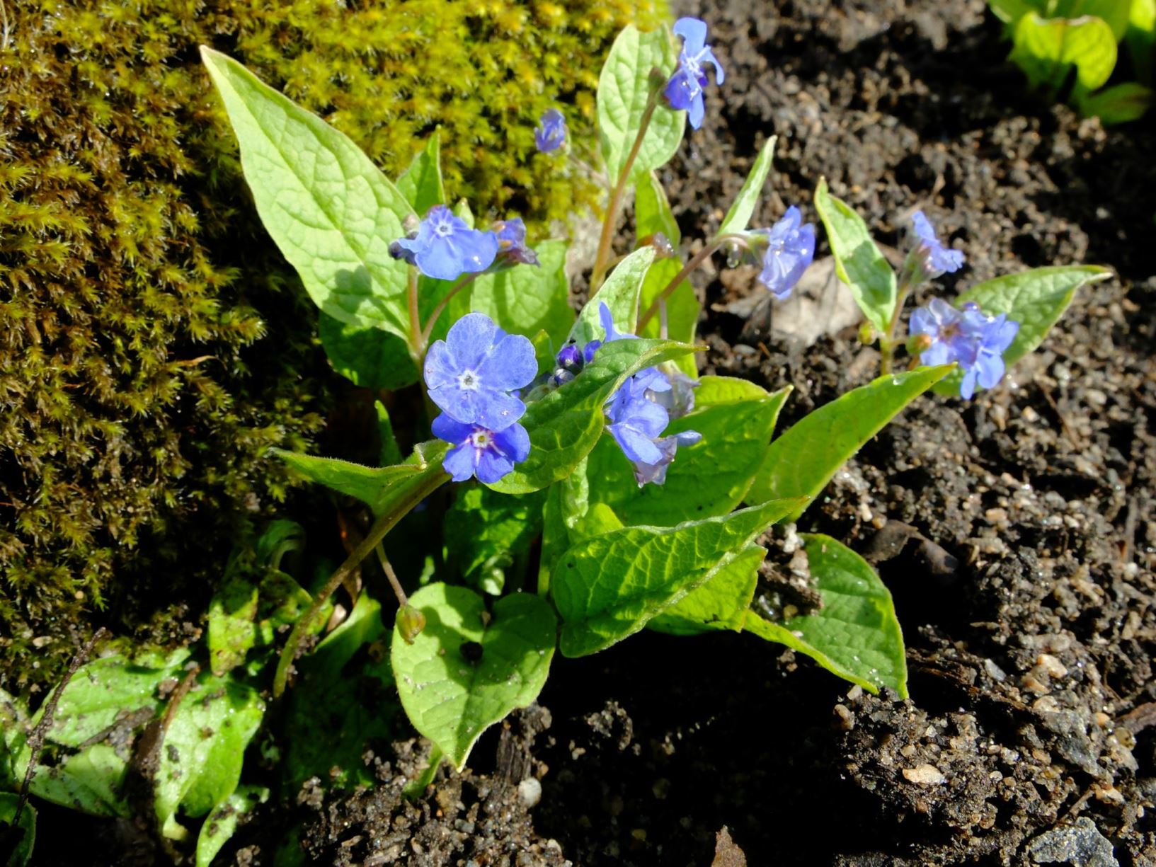 Omphalodes verna - Vårkjærminne , vårforglemmegei