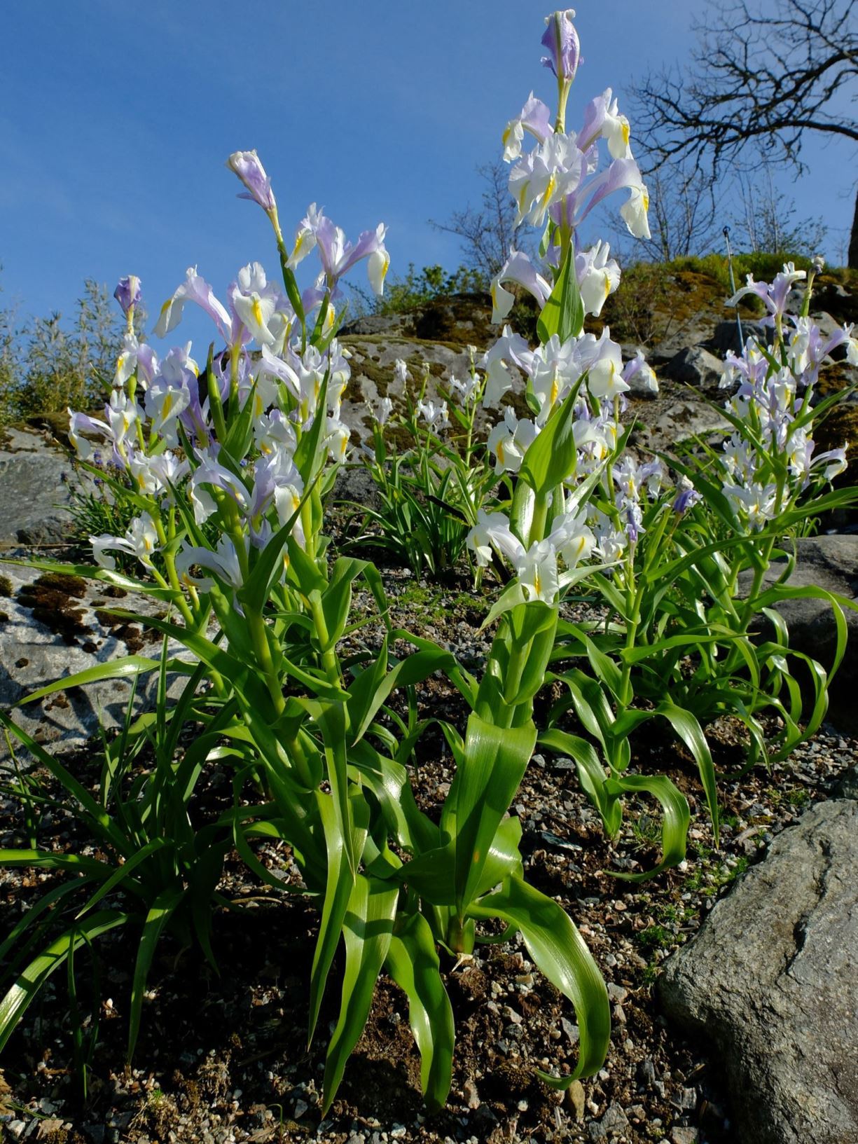 Iris magnifica 'Agalik'