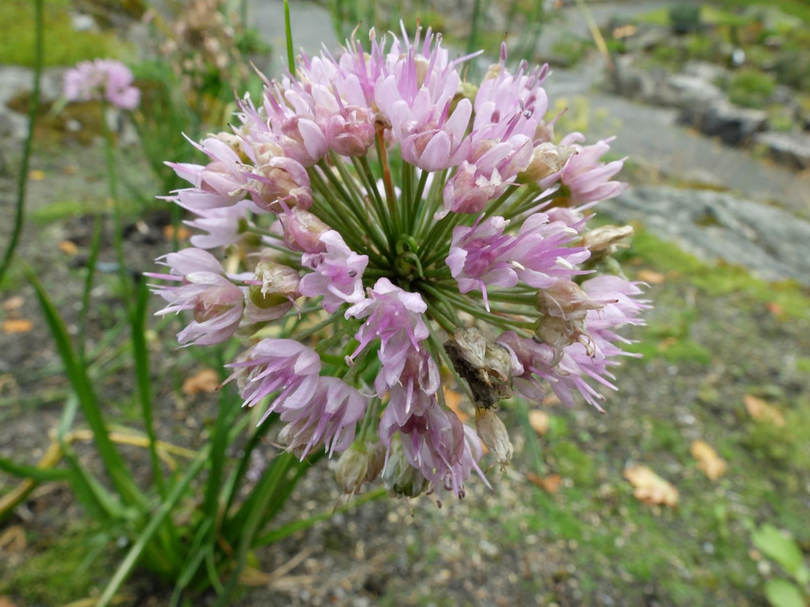 Allium lusitanicum - Kantløk