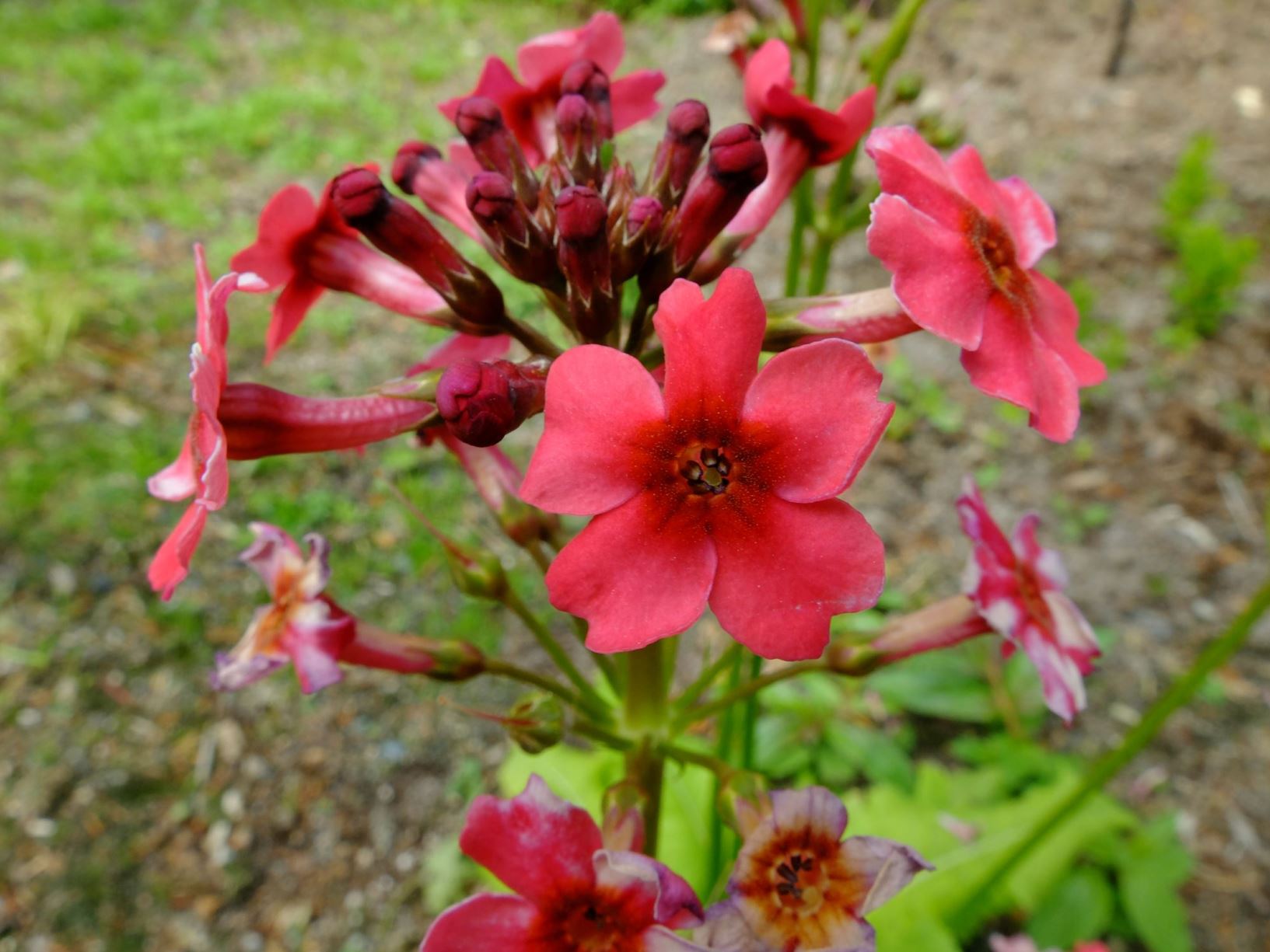Primula japonica - Japannøkleblom