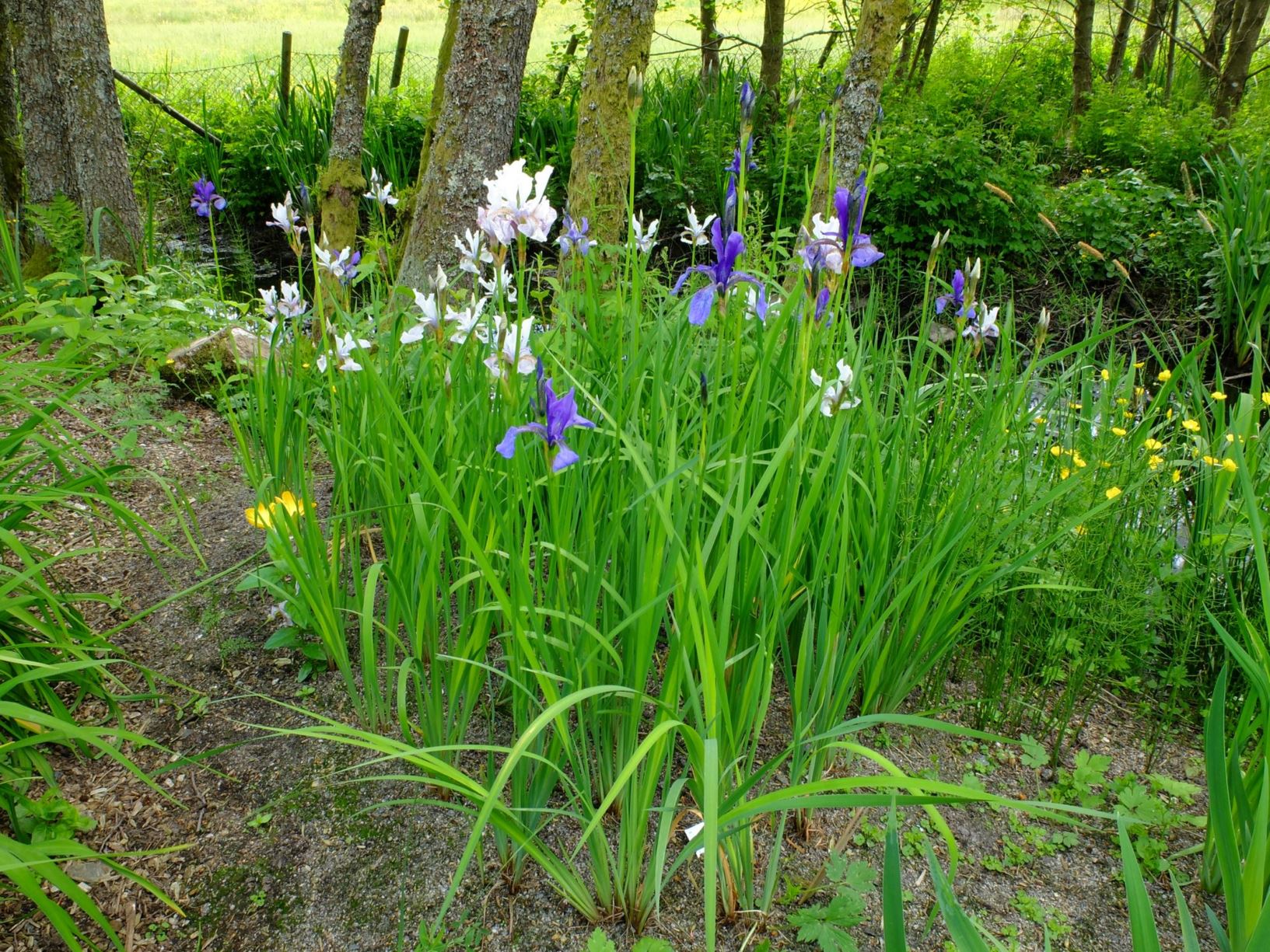 Iris ensata - Tvillingiris