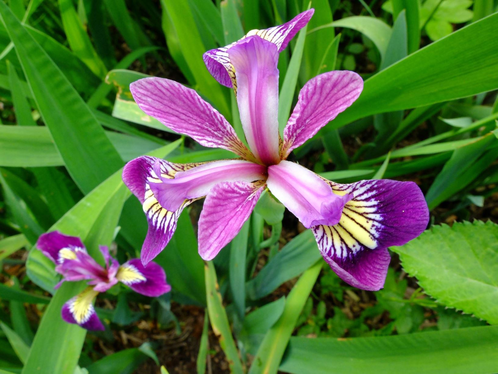 Iris laevigata - Glansiris