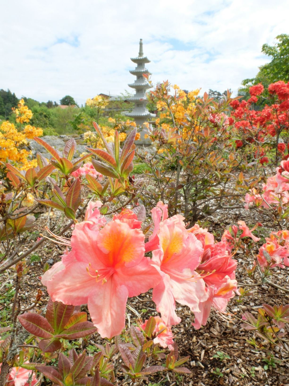 Rhododendron molle × sinense
