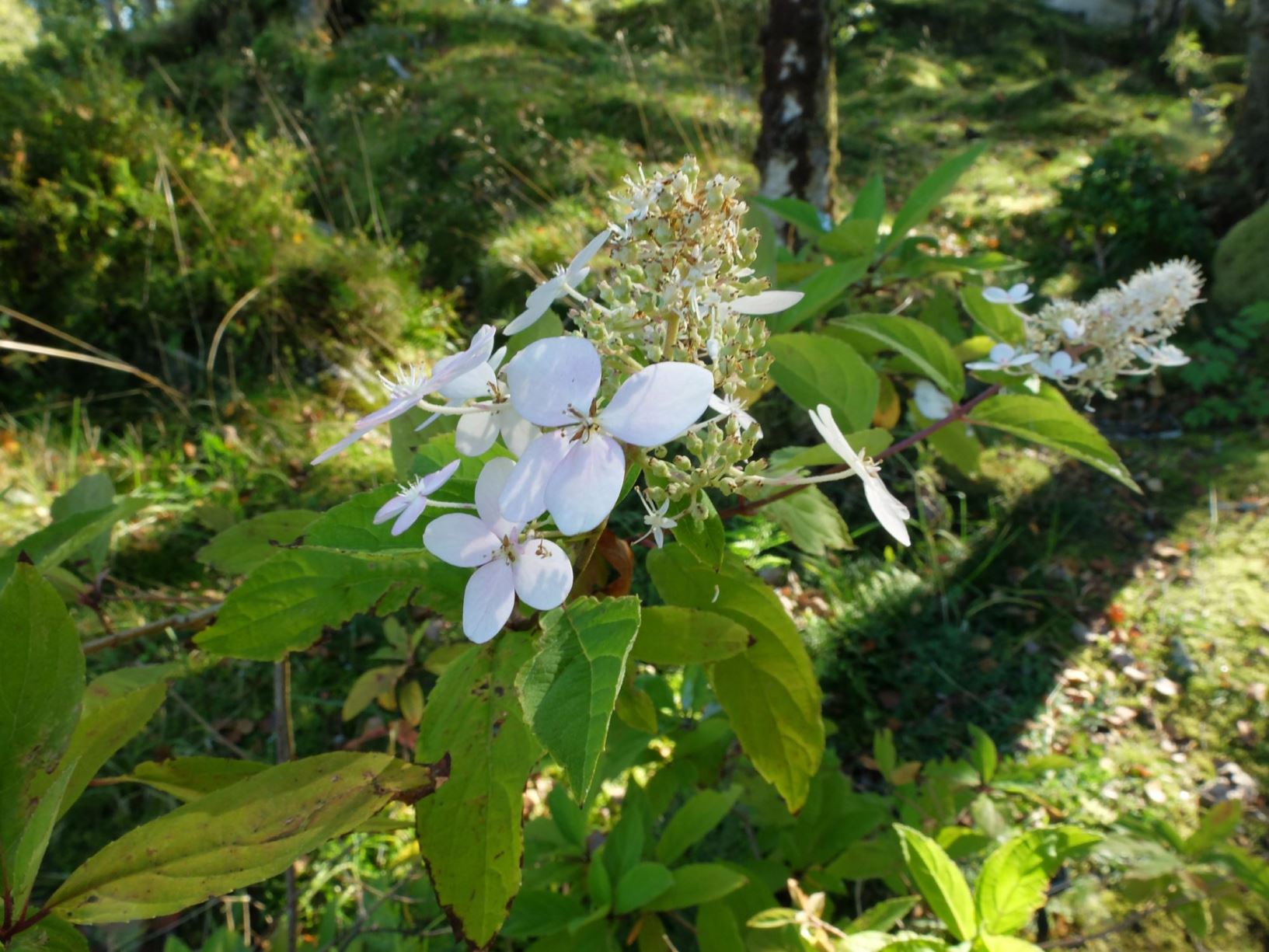 Hydrangea paniculata 'Kyushu' - Syrinhortensia
