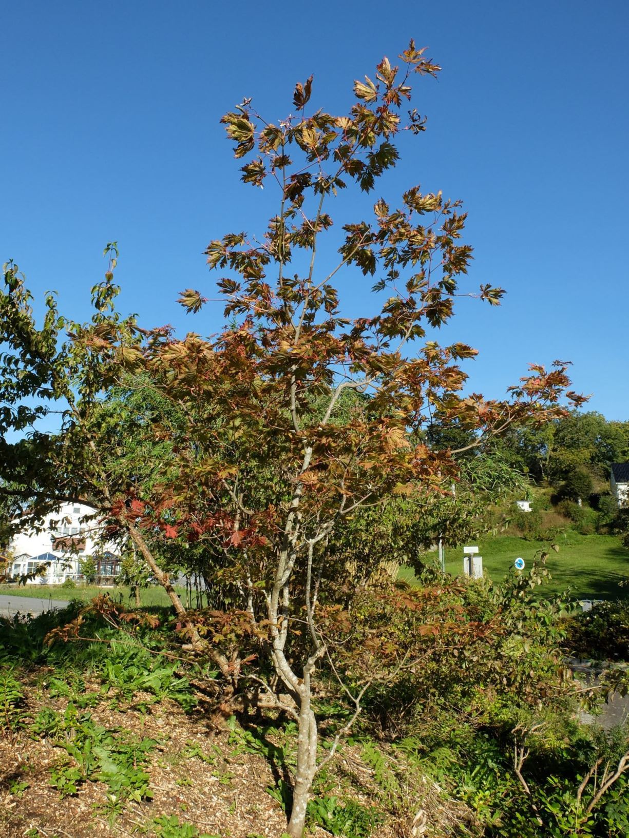 Acer japonicum 'Aconitifolium' - Japanlønn