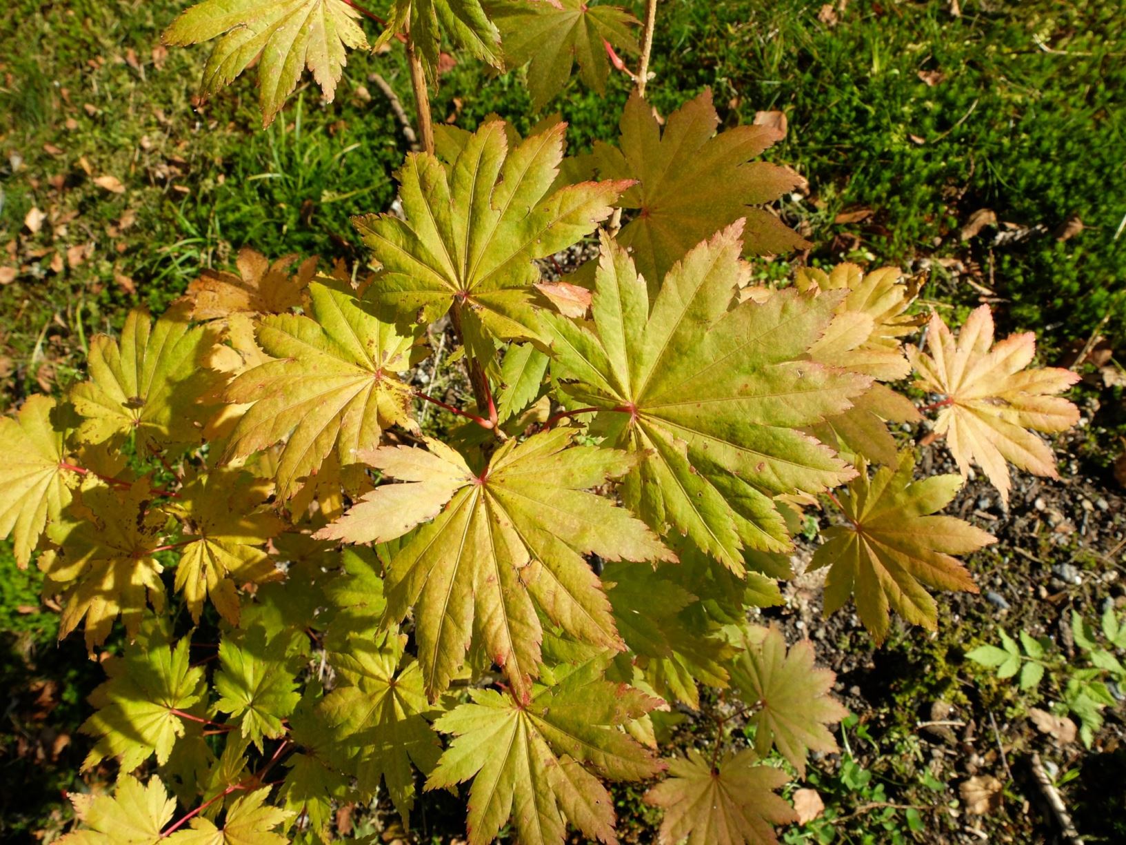 Acer shirasawanum - Måneskinnslønn, Fullmånelønn, japangullønn