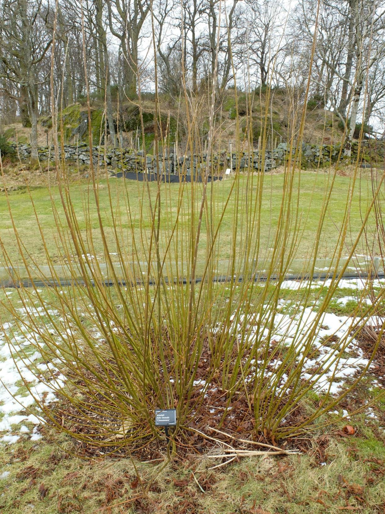 Salix viminalis 'Cinnamomea' - Kanelpil