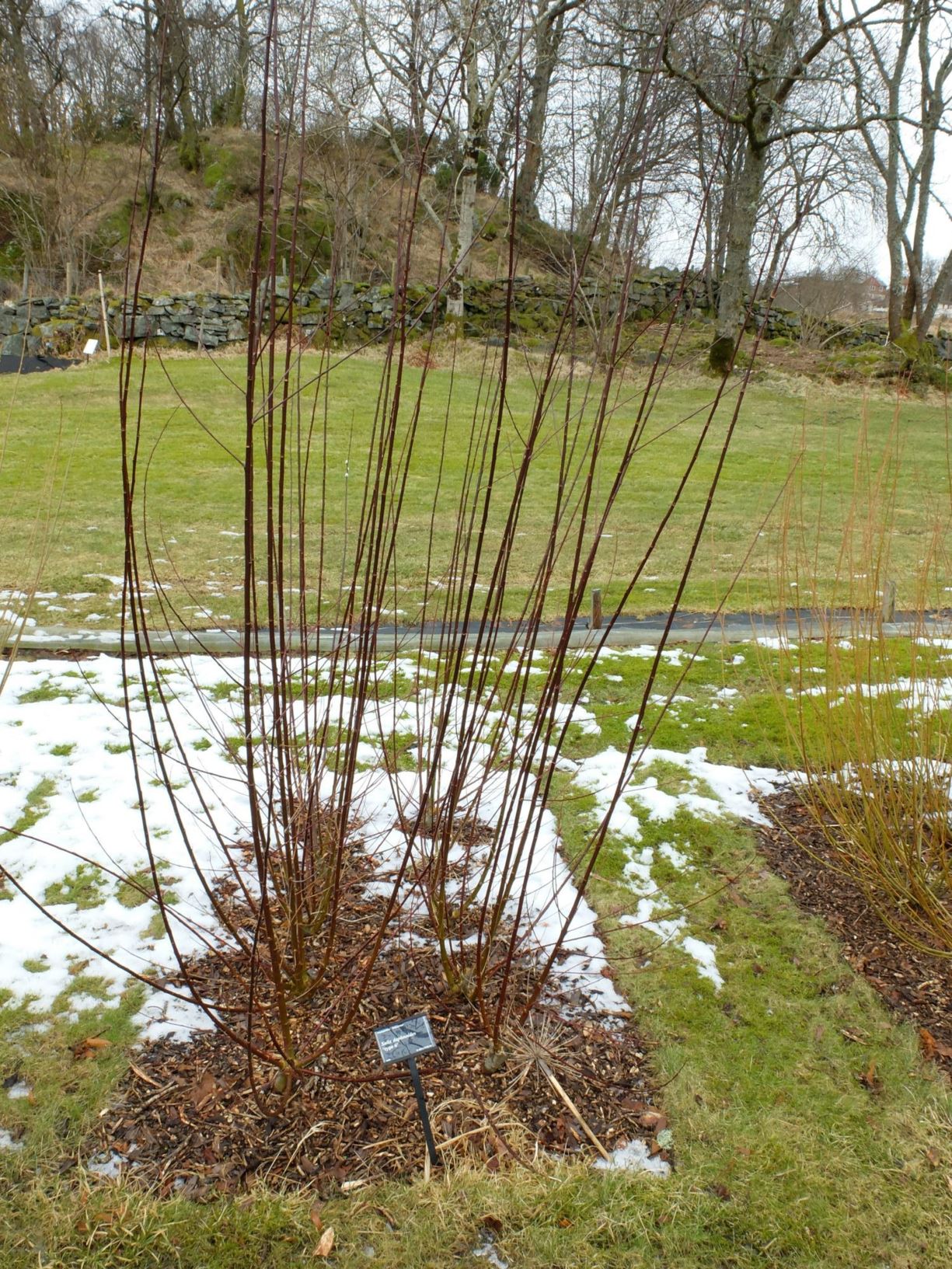 Salix daphnoides - Doggpil , Pommersk pil