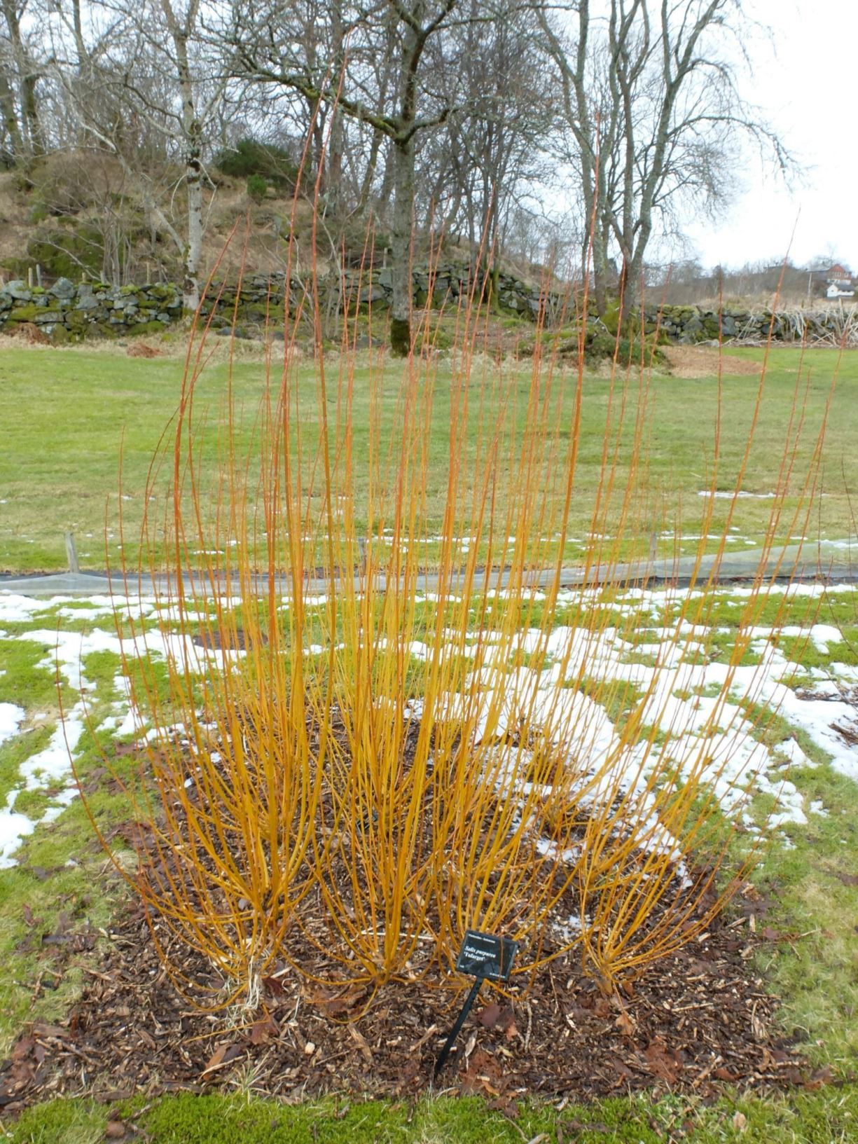 Salix purpurea 'Tofarget'