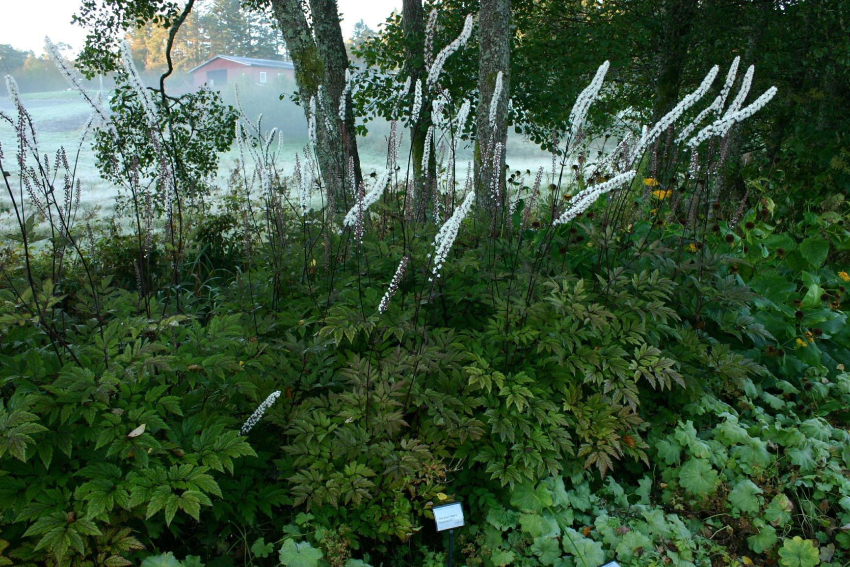 Actaea simplex 'Atropurpurea' - Høstormedrue