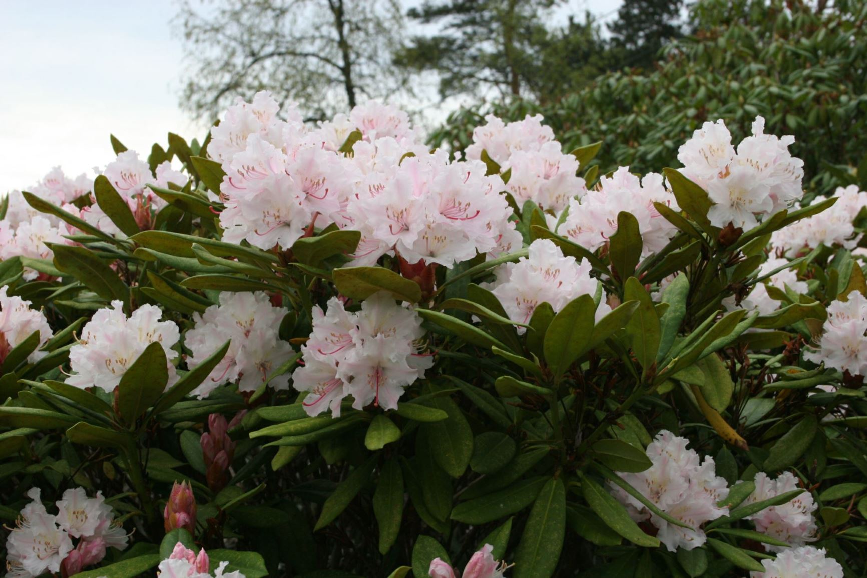 Rhododendron 'Rosamundi'