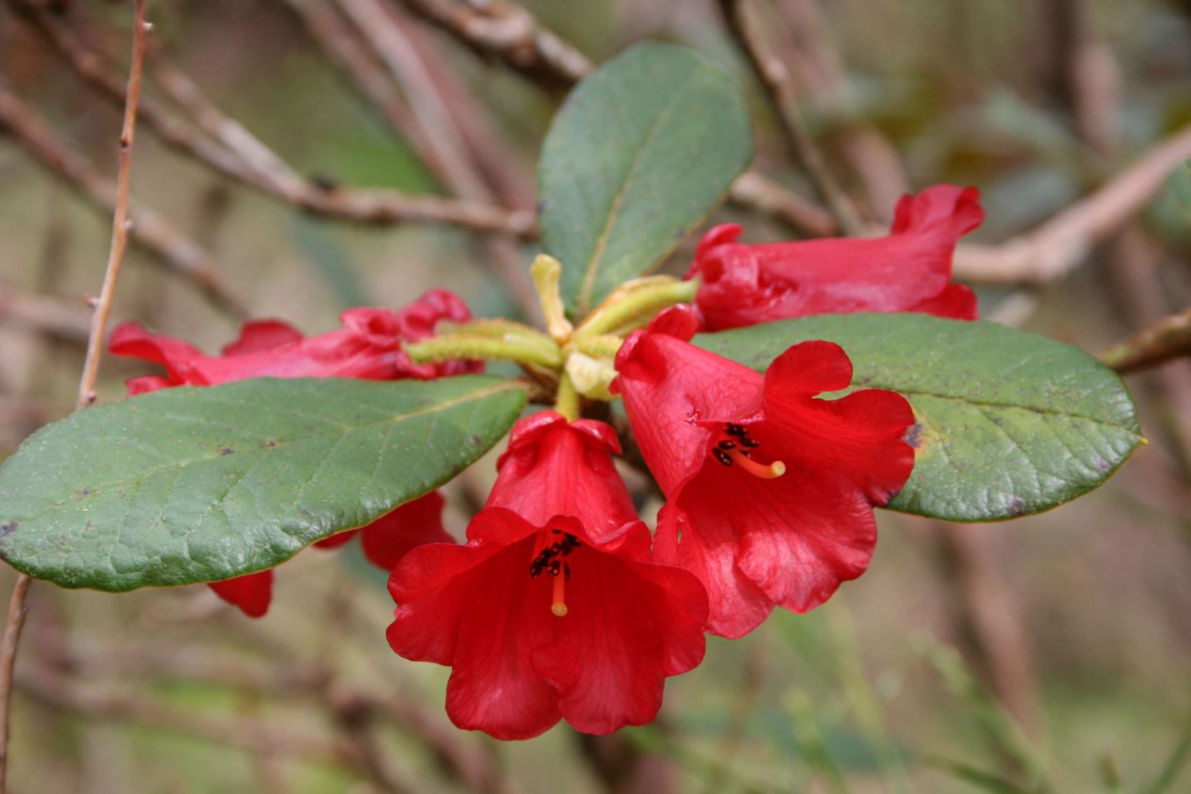 Rhododendron haematodes subsp. chaetomallum