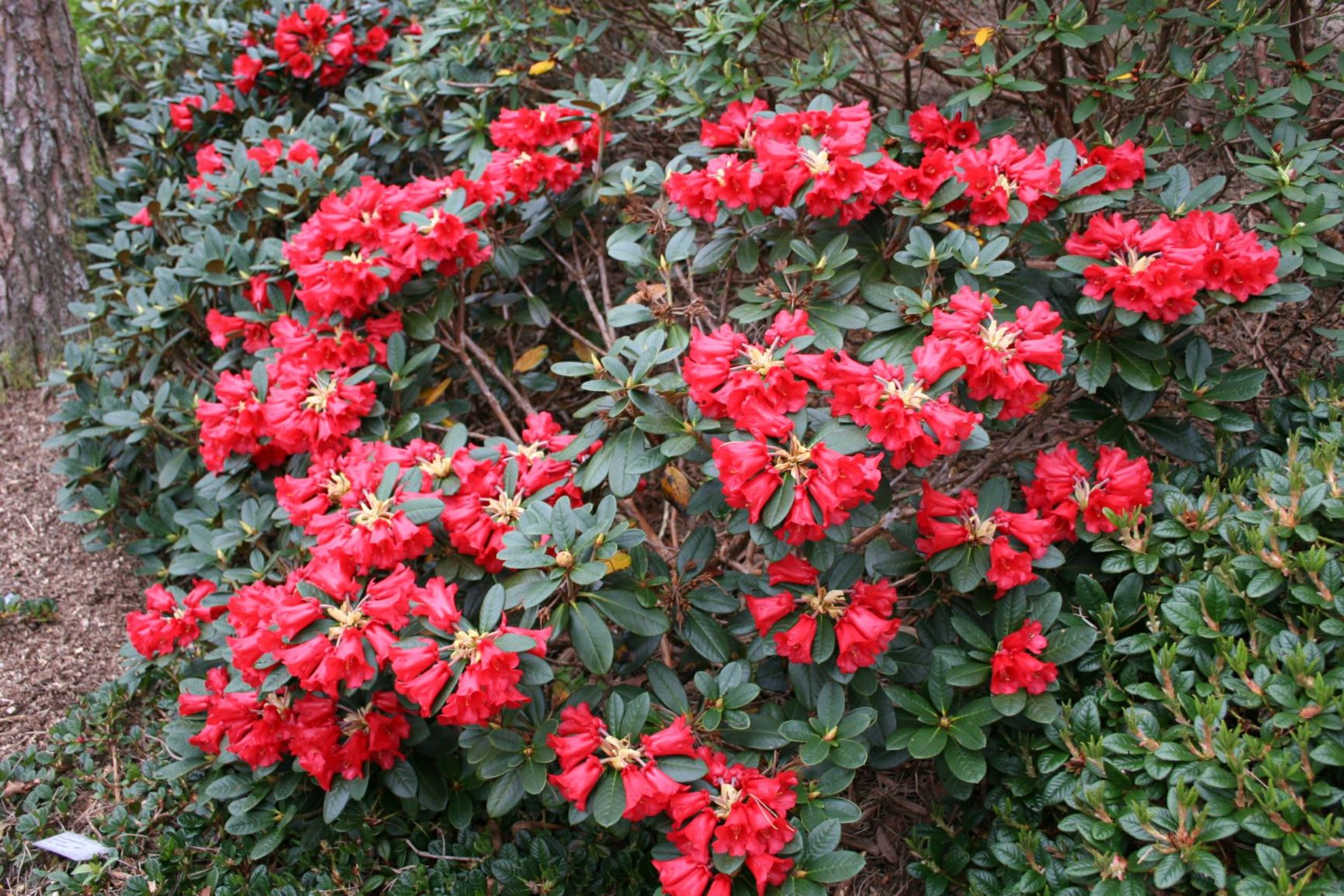 Rhododendron haematodes