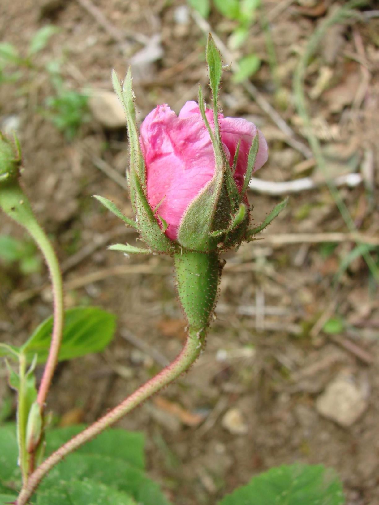 Rosa ×centifolia (Centifolia (C) Group) 'Major' - 'Rose des Peintres', "Svanøyrosa", "bollerosa"