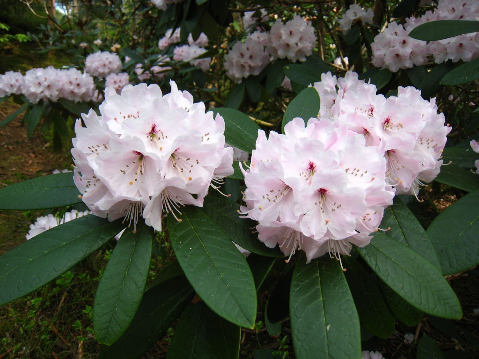 Rhododendron uvariifolium 'Yangtze Bend'
